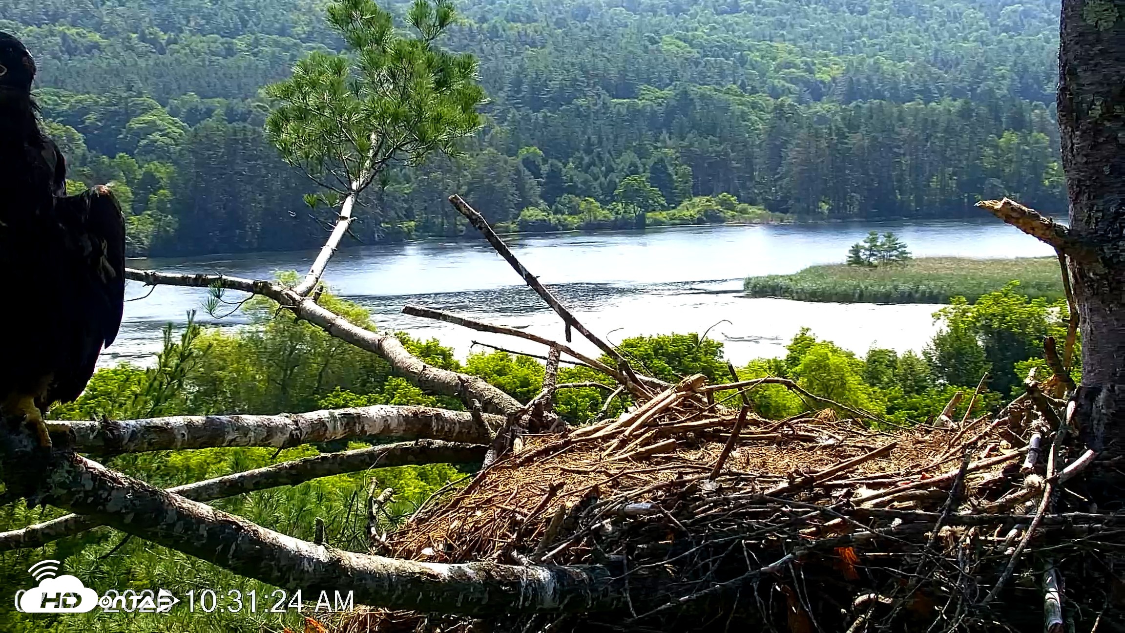 Snapshot of VINS Bald Eagles Nest Live Cams taken Jul 3, 2026, 10:32am EDT