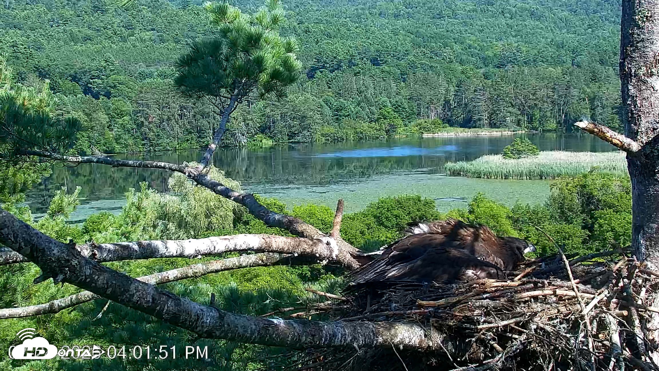 Snapshot of VINS Bald Eagles Nest Live Cams taken Jul 24, 2026, 4:02pm EDT
