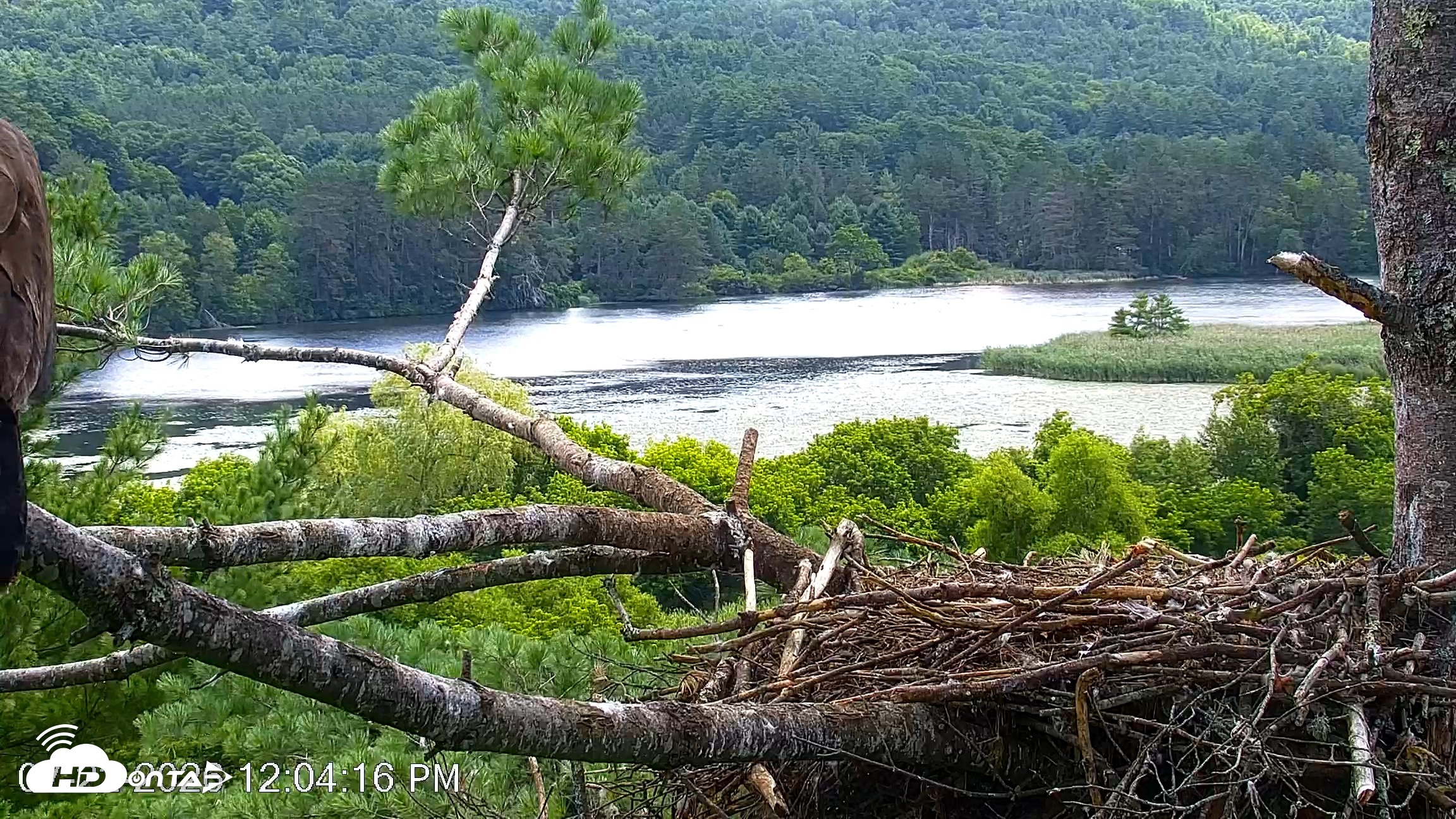 Snapshot of VINS Bald Eagles Nest Live Cams taken Jul 22, 2026, 12:05pm EDT