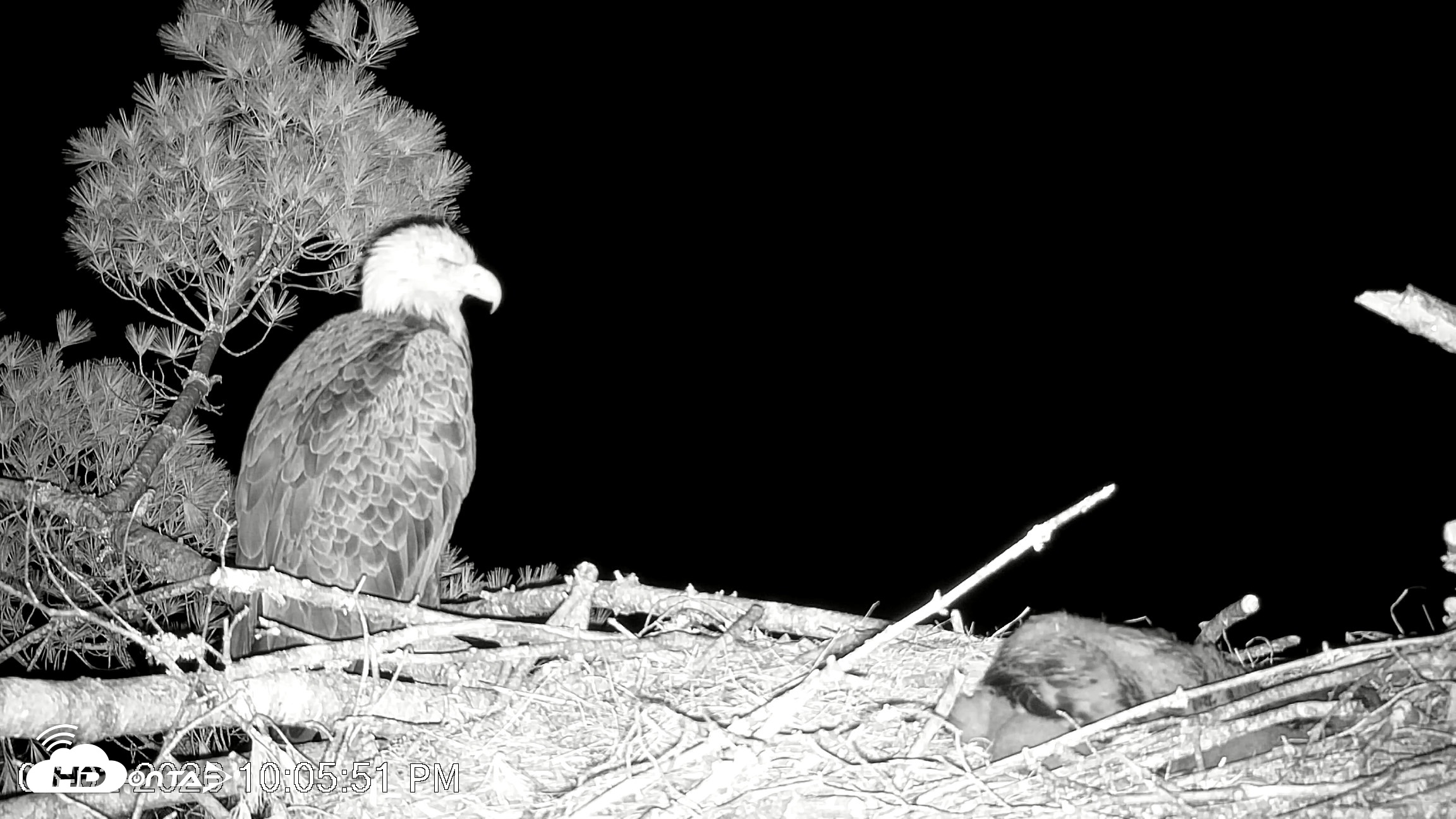 Snapshot of VINS Bald Eagles Nest Live Cams taken Jun 2, 2026, 10:06pm EDT