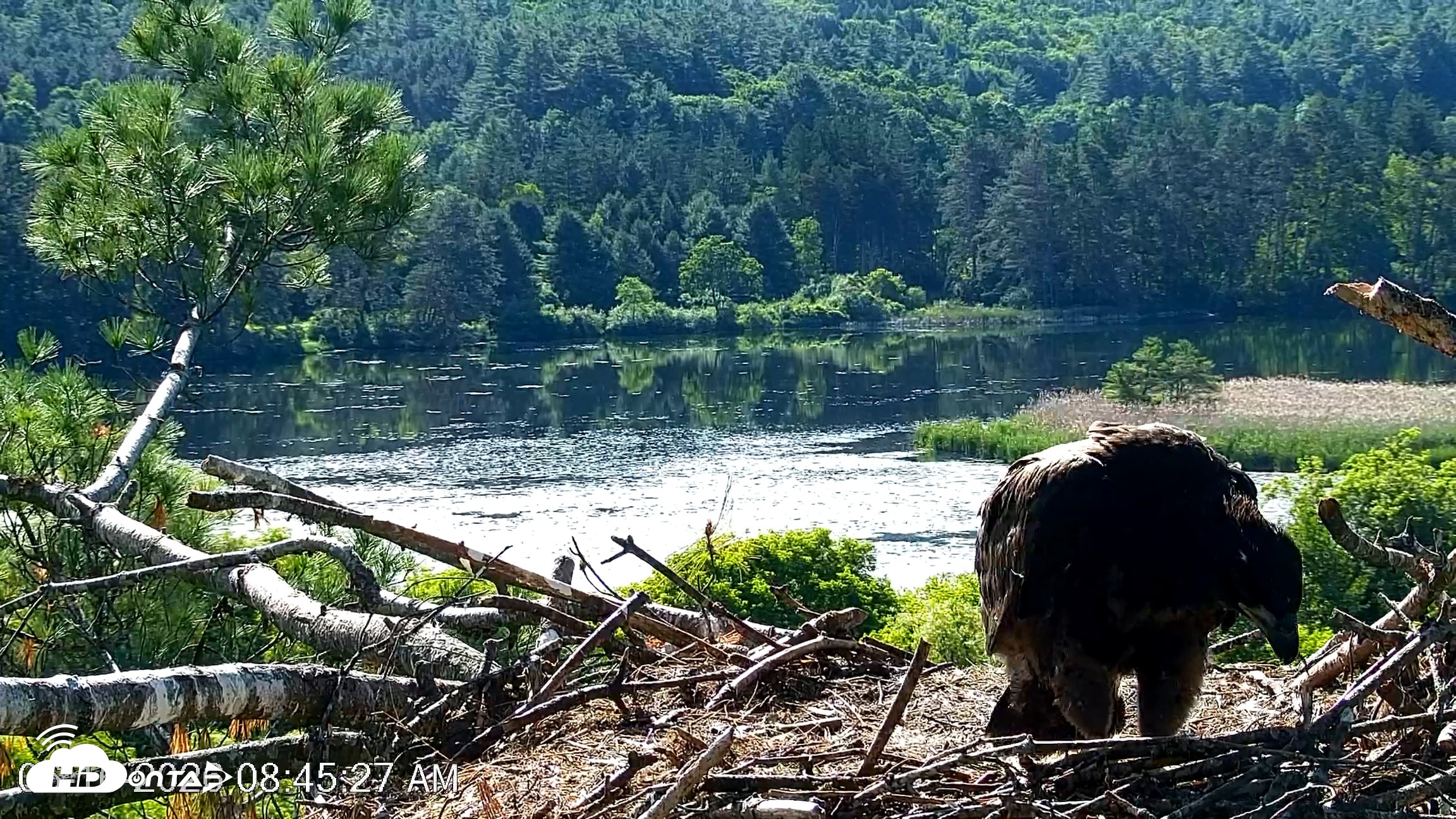 Snapshot of VINS Bald Eagles Nest Live Cams taken Jun 16, 2026, 8:46am EDT