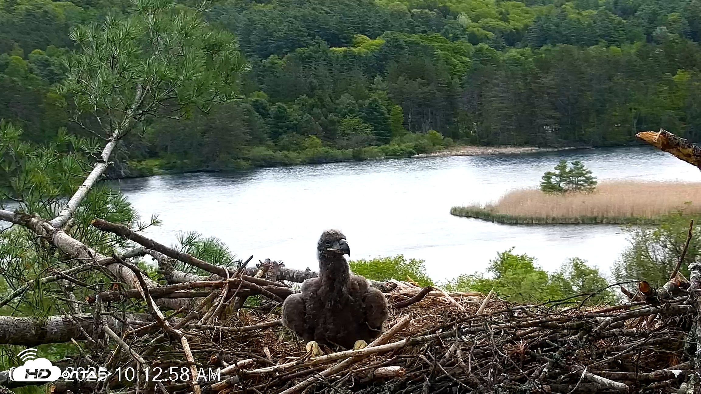 Snapshot of VINS Bald Eagles Nest Live Cams taken May 21, 2026, 10:13am EDT