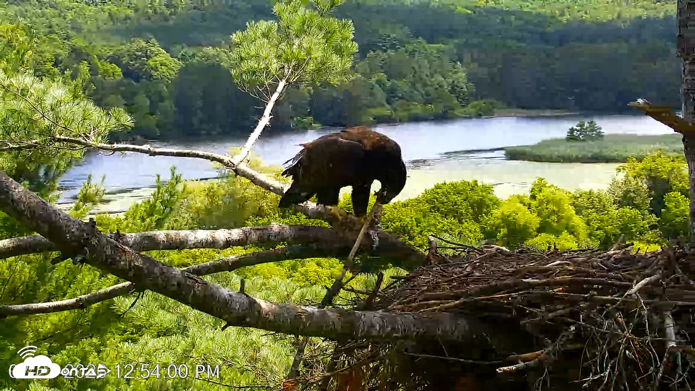 Snapshot of VINS Bald Eagles Nest Live Cams taken Jul 23, 2026, 12:54pm EDT