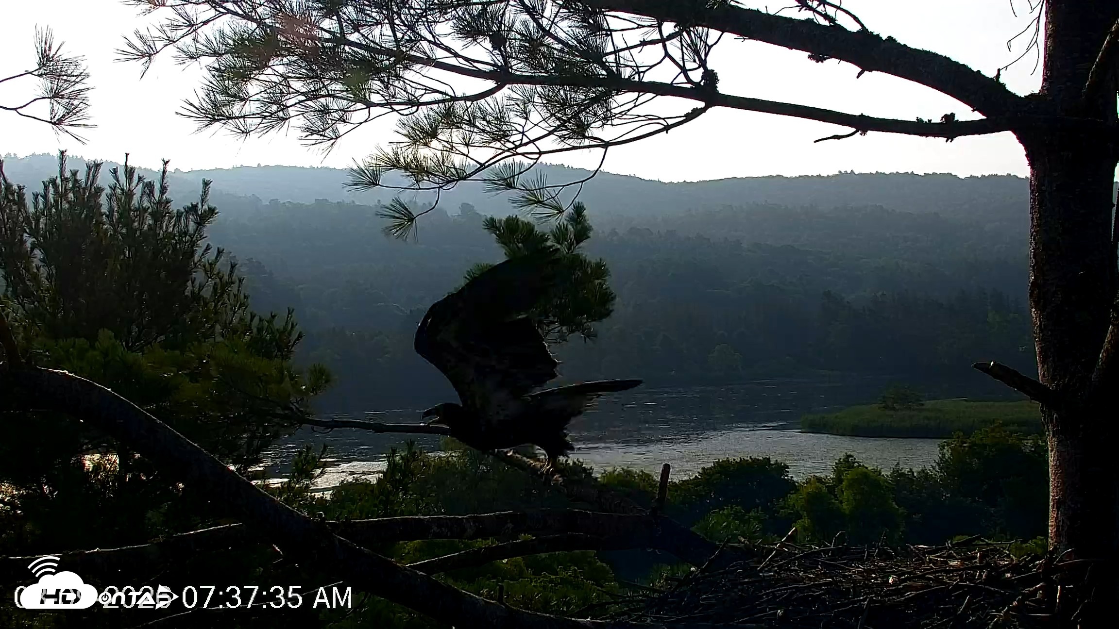Snapshot of VINS Bald Eagles Nest Live Cams taken Aug 9, 2026, 7:38am EDT
