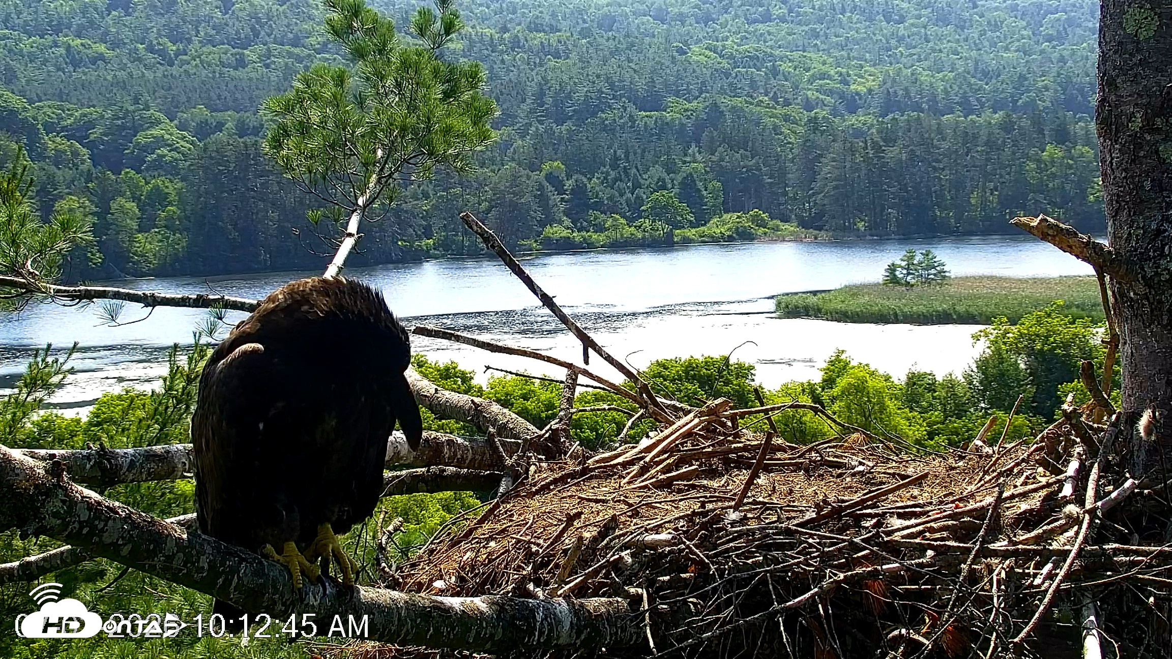 Snapshot of VINS Bald Eagles Nest Live Cams taken Jul 3, 2026, 10:13am EDT
