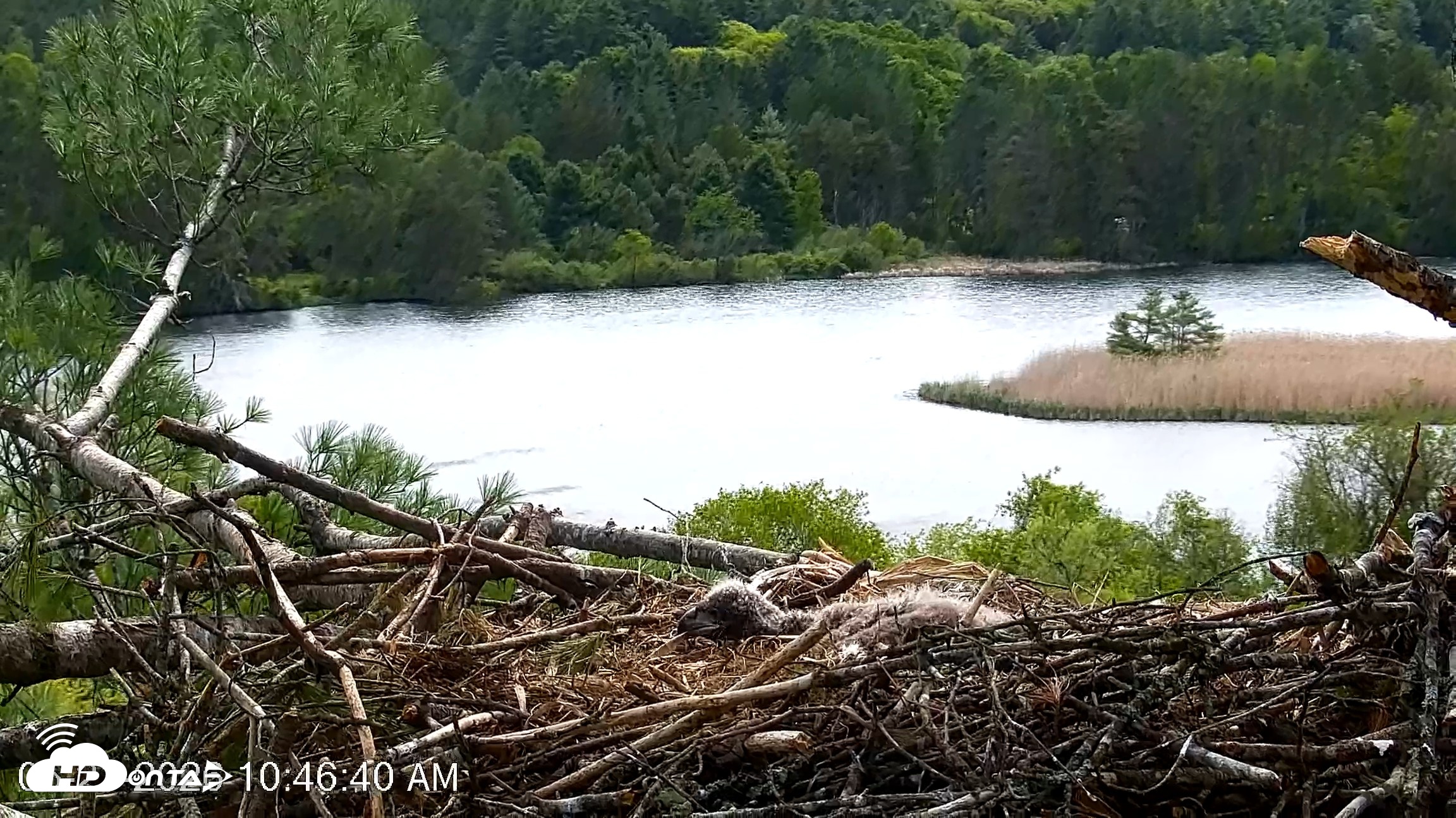 Snapshot of VINS Bald Eagles Nest Live Cams taken May 21, 2026, 10:47am EDT