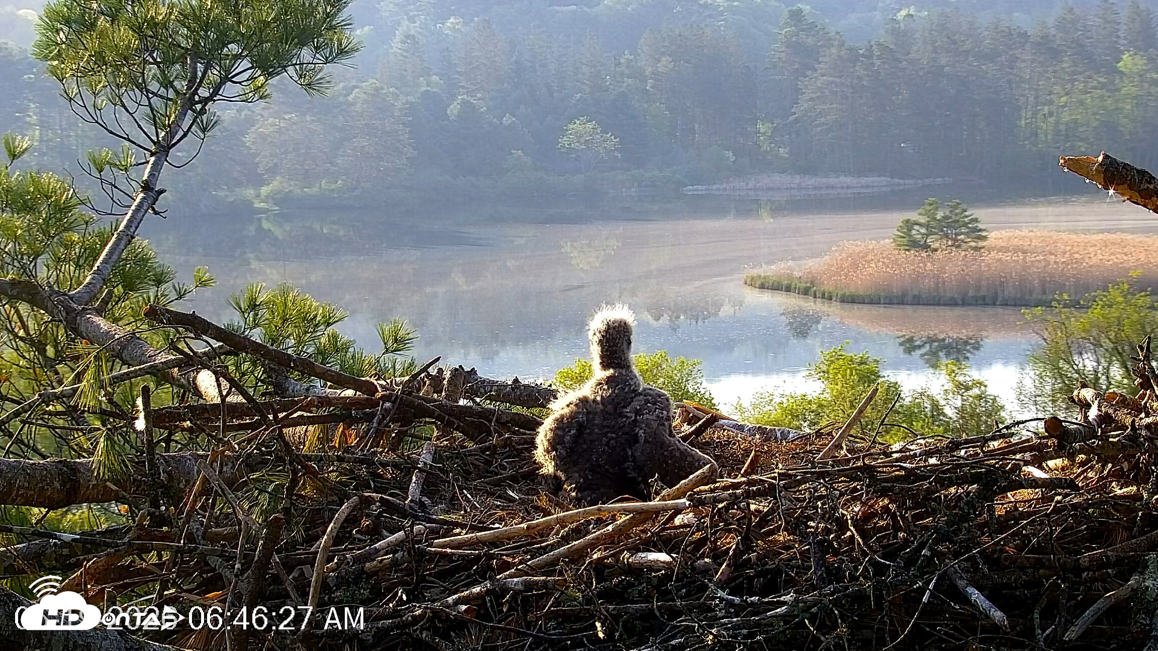 Snapshot of VINS Bald Eagles Nest Live Cams taken May 19, 2026, 6:47am EDT