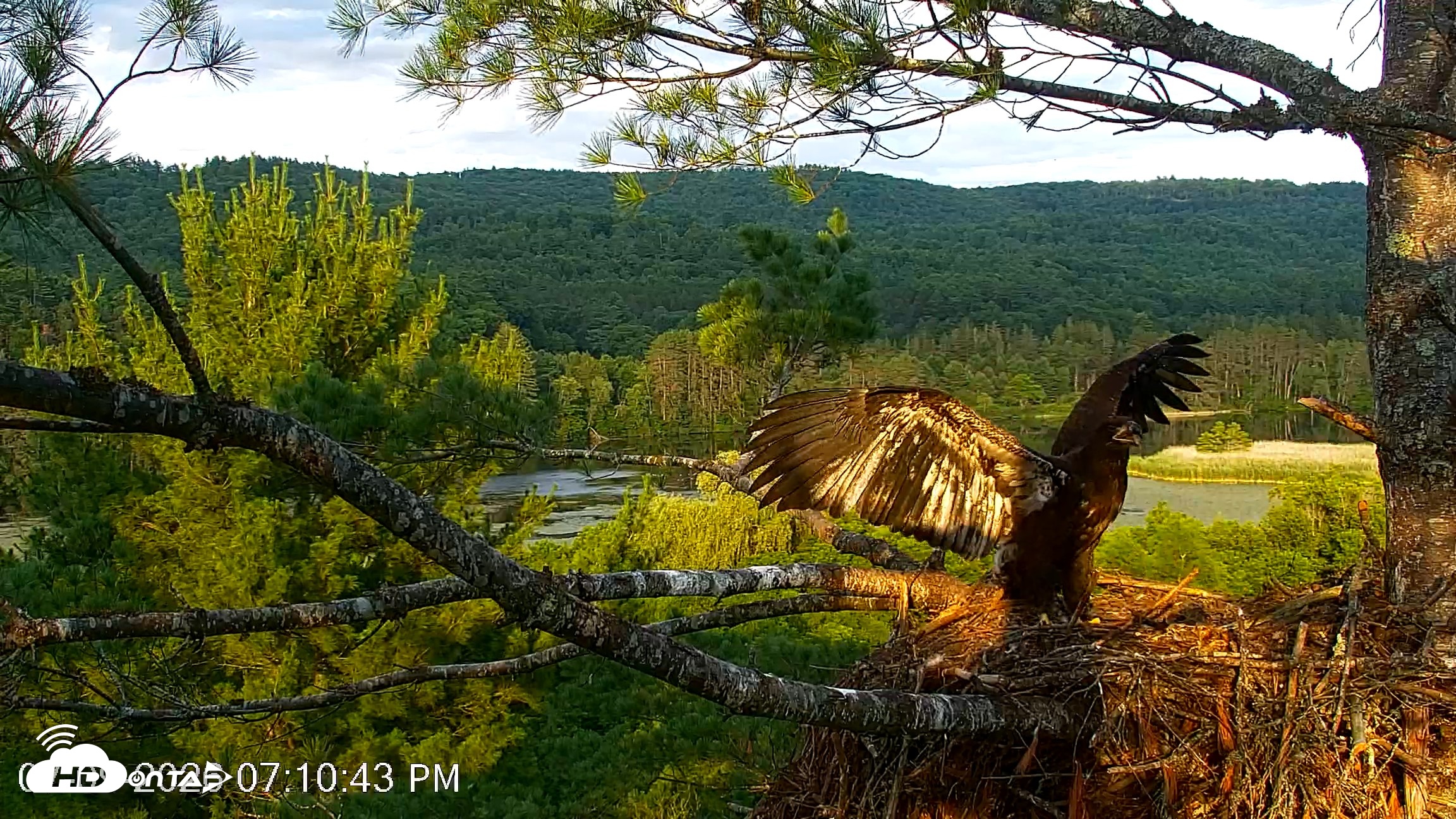 Snapshot of VINS Bald Eagles Nest Live Cams taken Jul 9, 2026, 7:11pm EDT