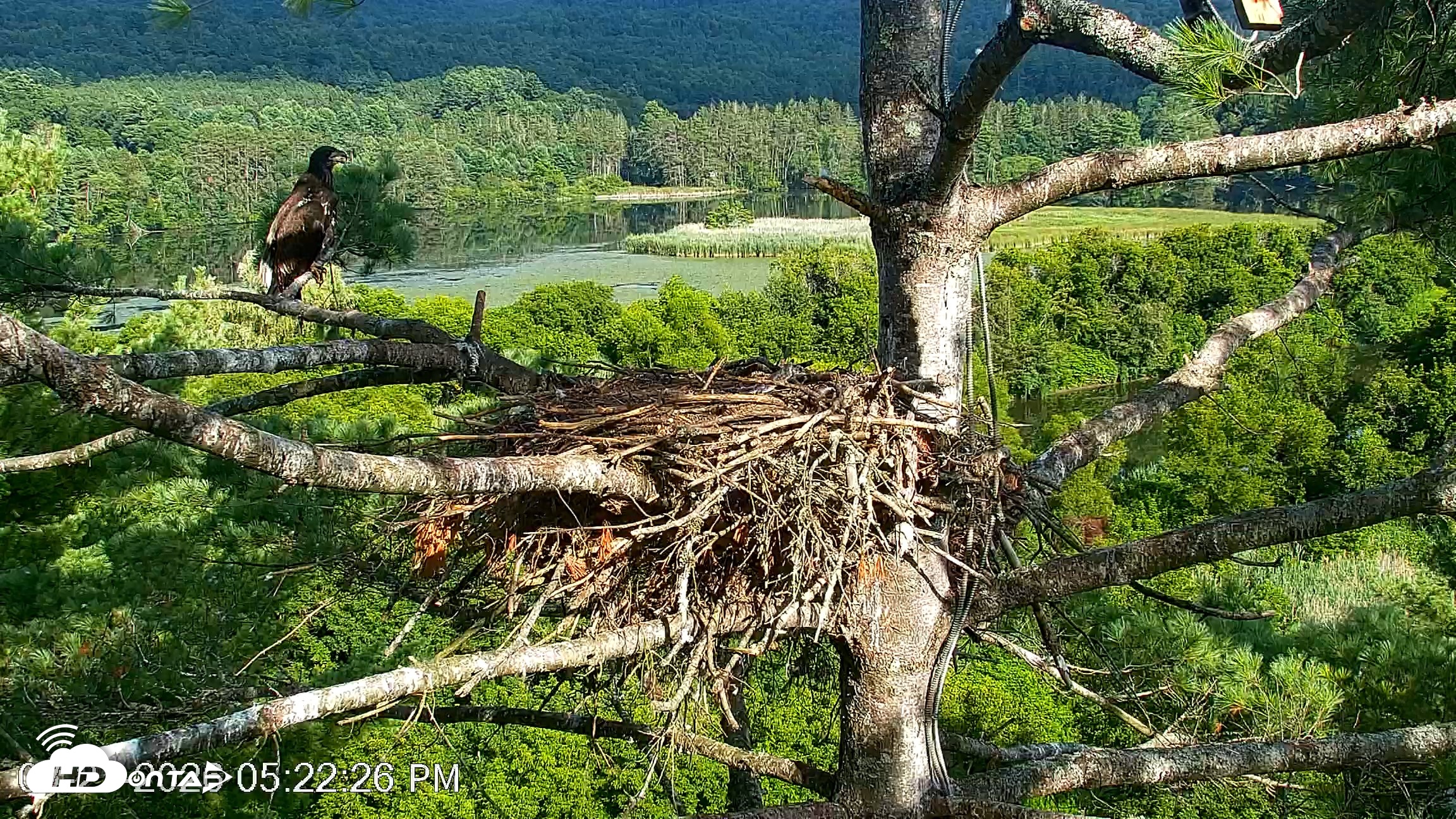 Snapshot of VINS Bald Eagles Nest Live Cams taken Jul 27, 2026, 5:23pm EDT