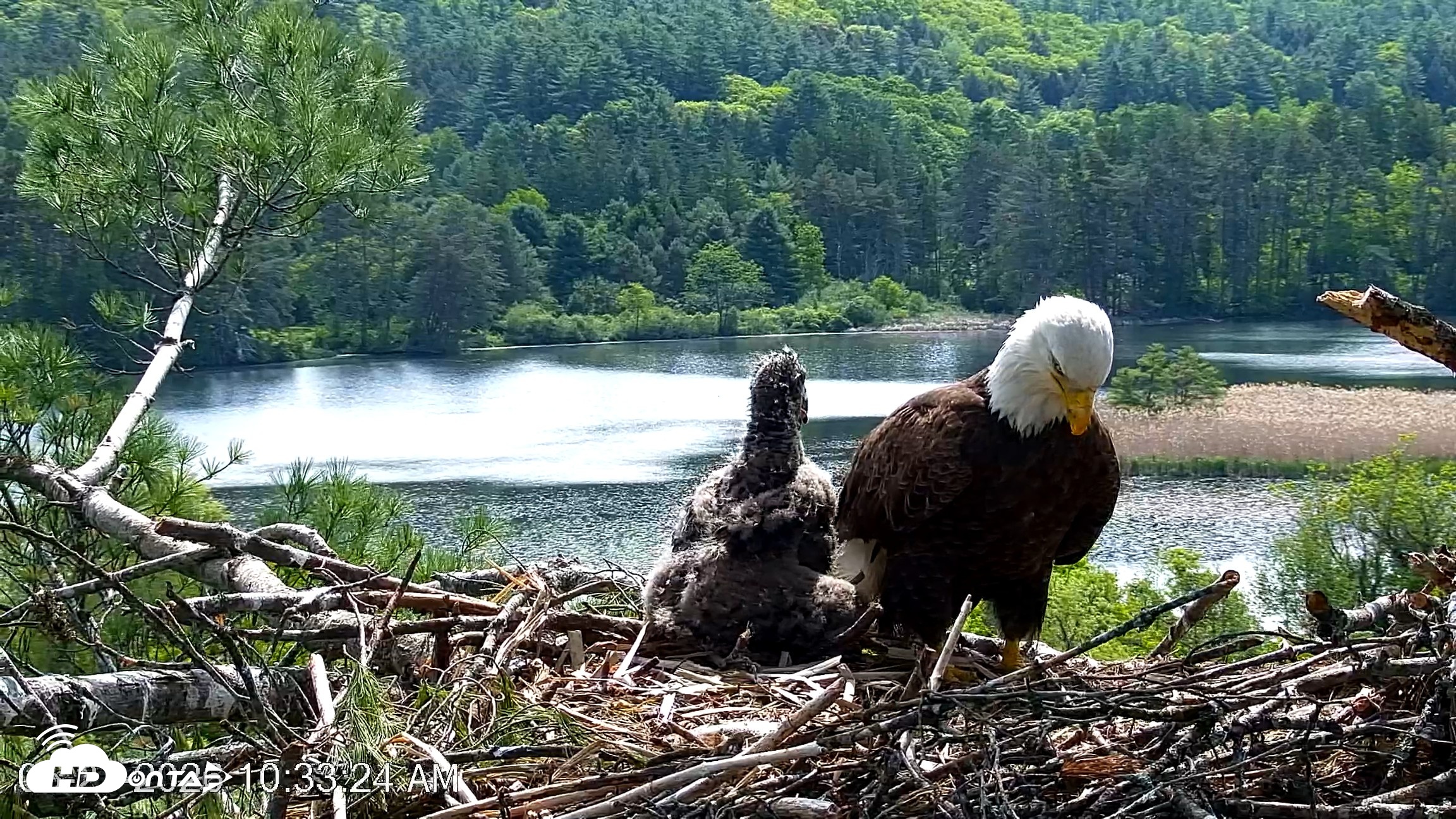 Snapshot of VINS Bald Eagles Nest Live Cams taken May 27, 2026, 10:34am EDT