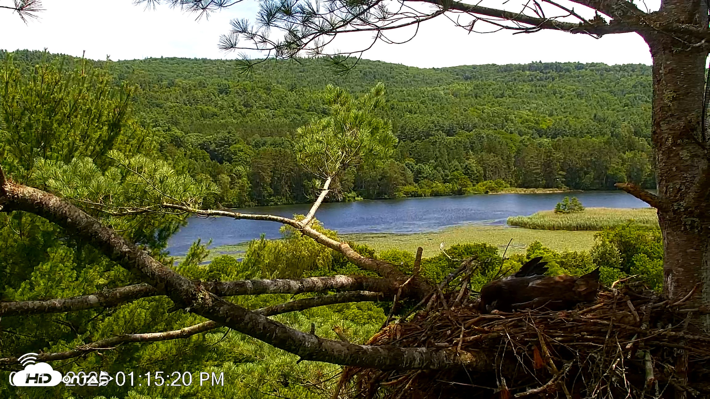 Snapshot of VINS Bald Eagles Nest Live Cams taken Jul 17, 2026, 1:16pm EDT