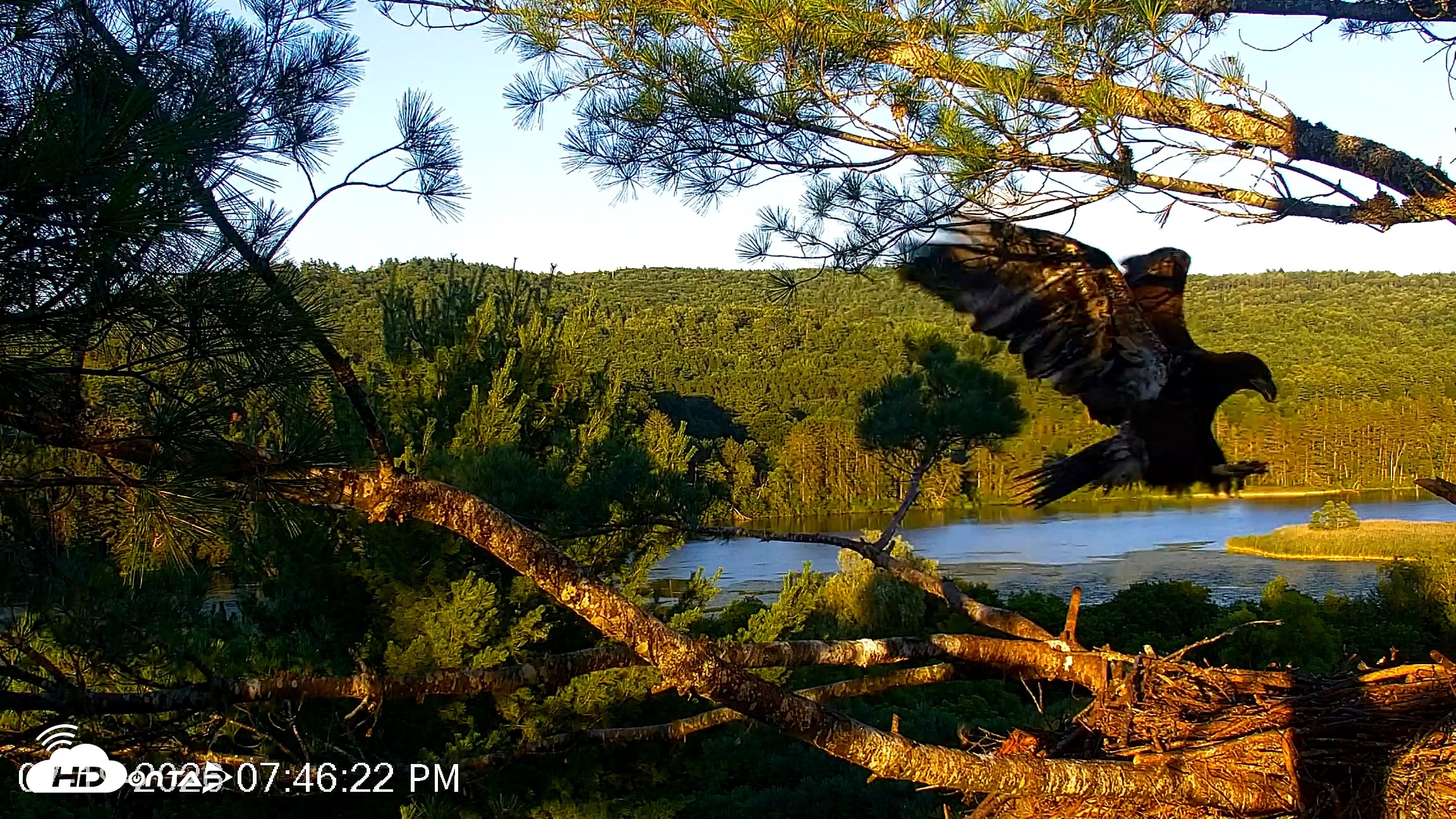 Snapshot of VINS Bald Eagles Nest Live Cams taken Jul 19, 2026, 7:47pm EDT