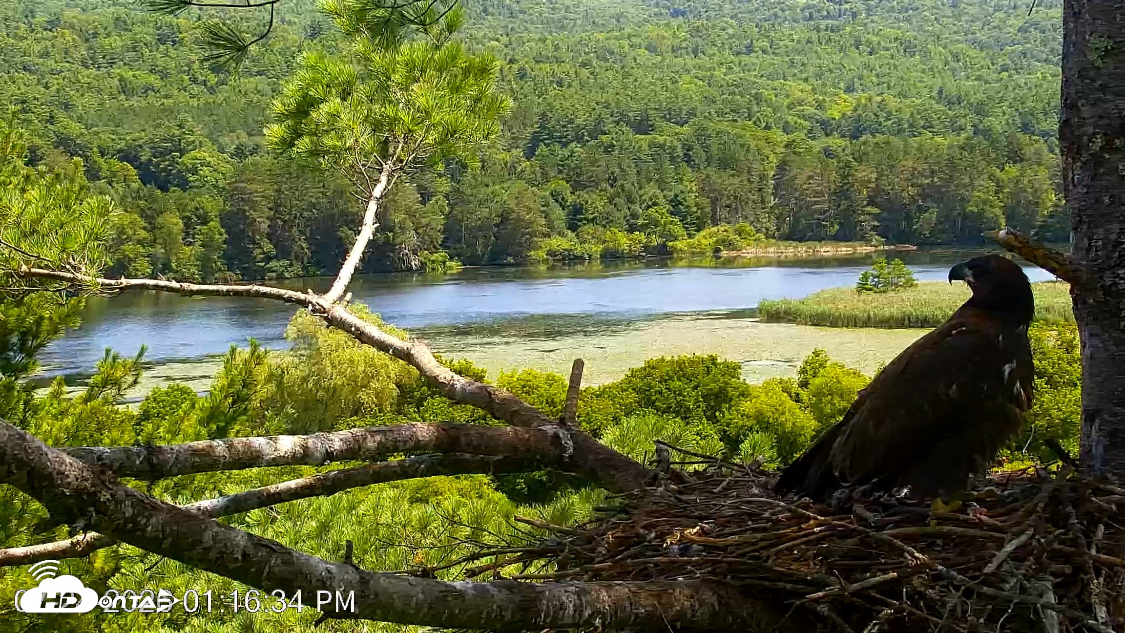 Snapshot of VINS Bald Eagles Nest Live Cams taken Jul 24, 2026, 1:17pm EDT