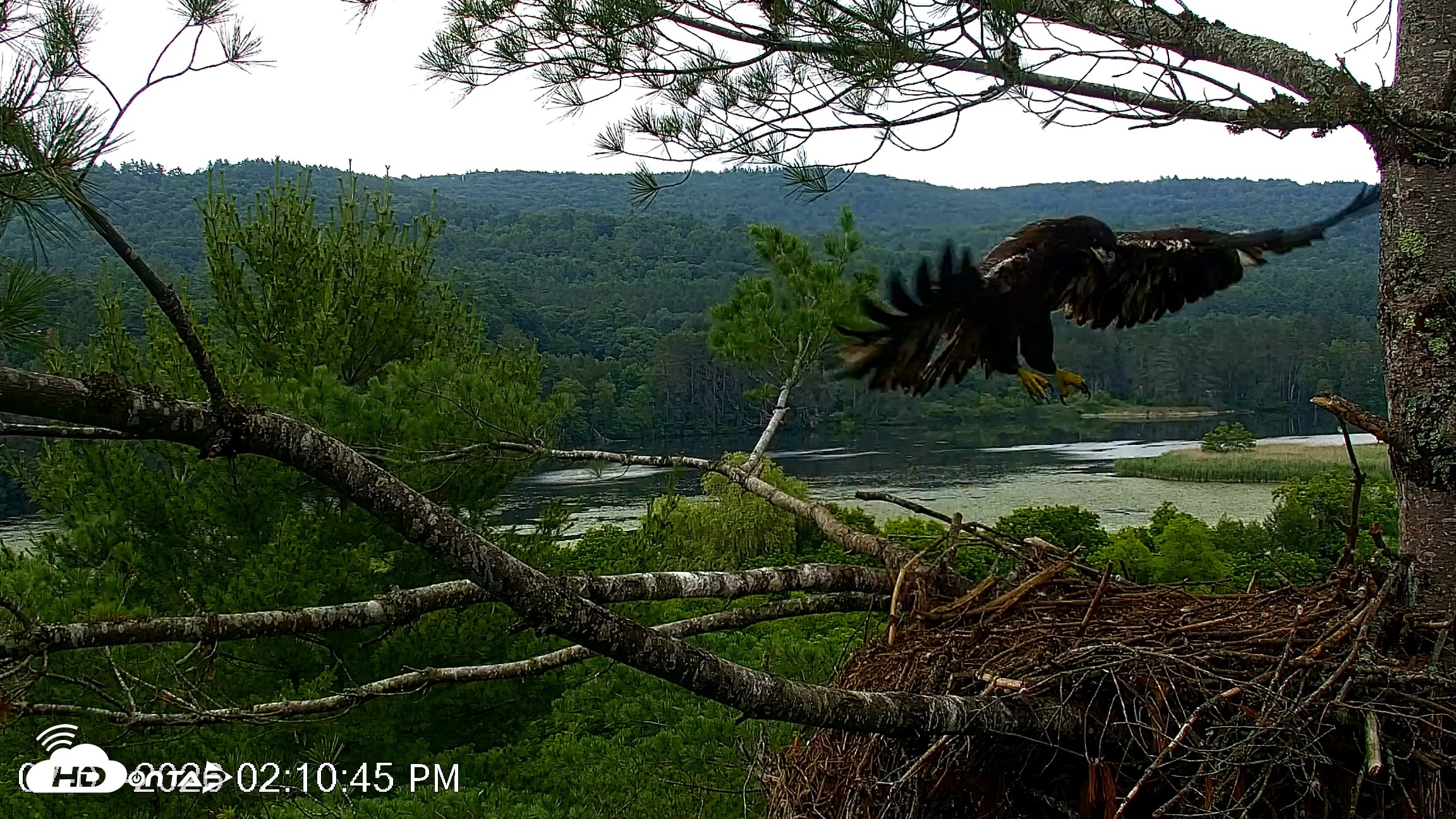 Snapshot of VINS Bald Eagles Nest Live Cams taken Jul 7, 2026, 2:12pm EDT