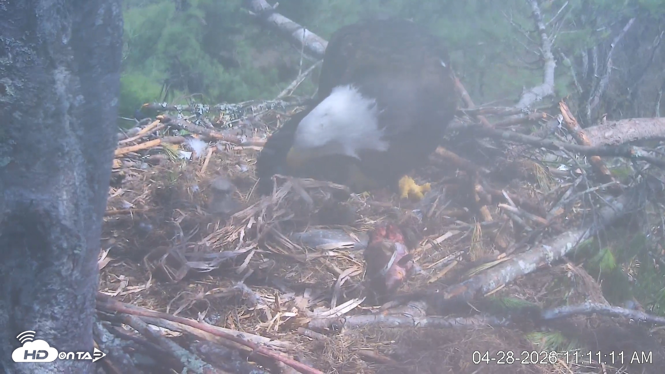 Snapshot of VINS Bald Eagles Nest Live Cams taken Apr 28, 2026, 11:12am EDT