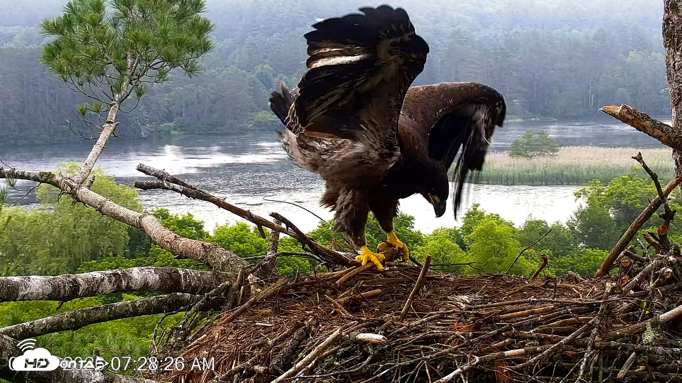 Snapshot of VINS Bald Eagles Nest Live Cams taken Jun 28, 2026, 7:29am EDT