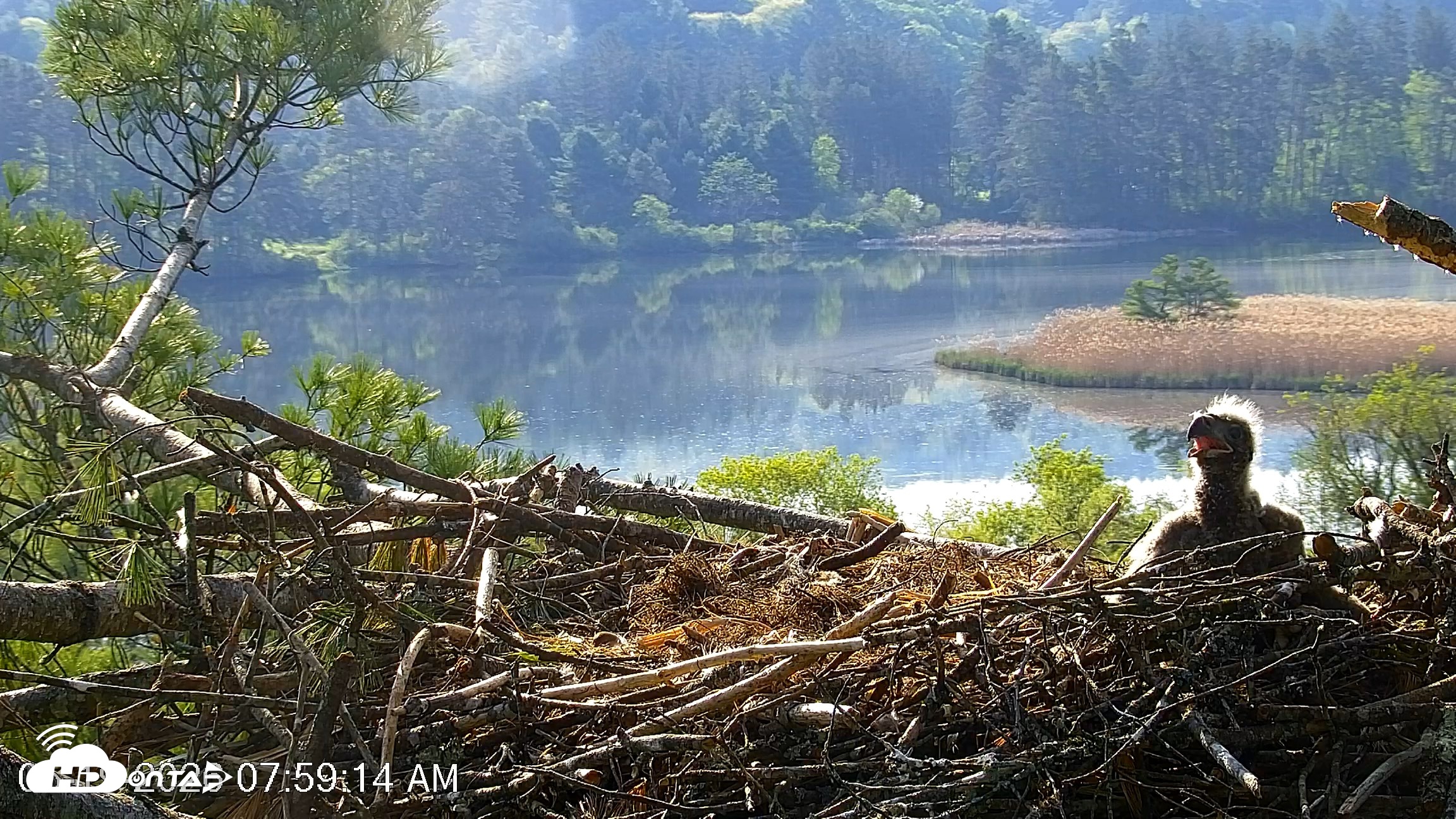 Snapshot of VINS Bald Eagles Nest Live Cams taken May 19, 2026, 8:00am EDT