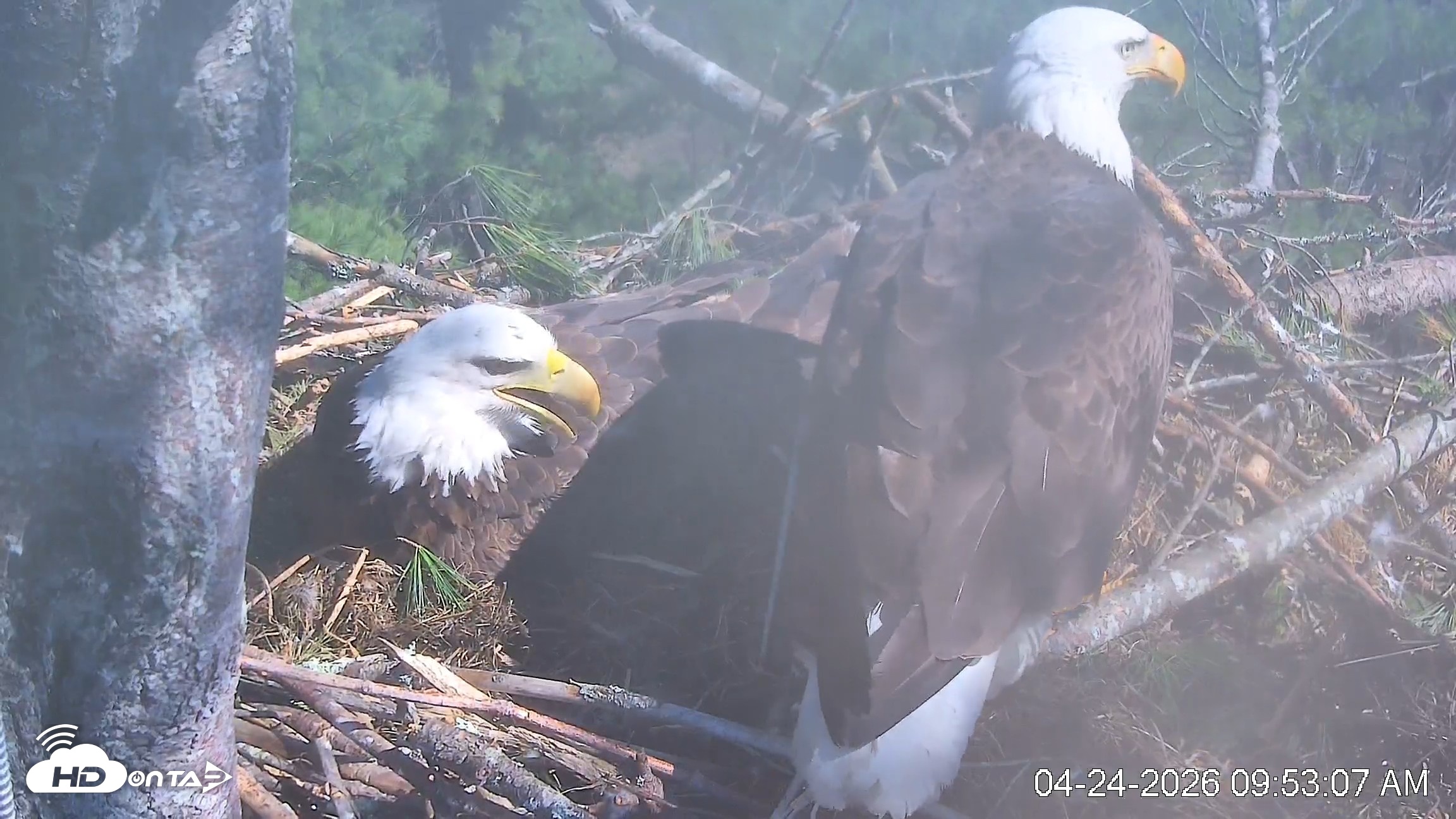 Snapshot of VINS Bald Eagles Nest Live Cams taken Apr 24, 2026, 9:53am EDT