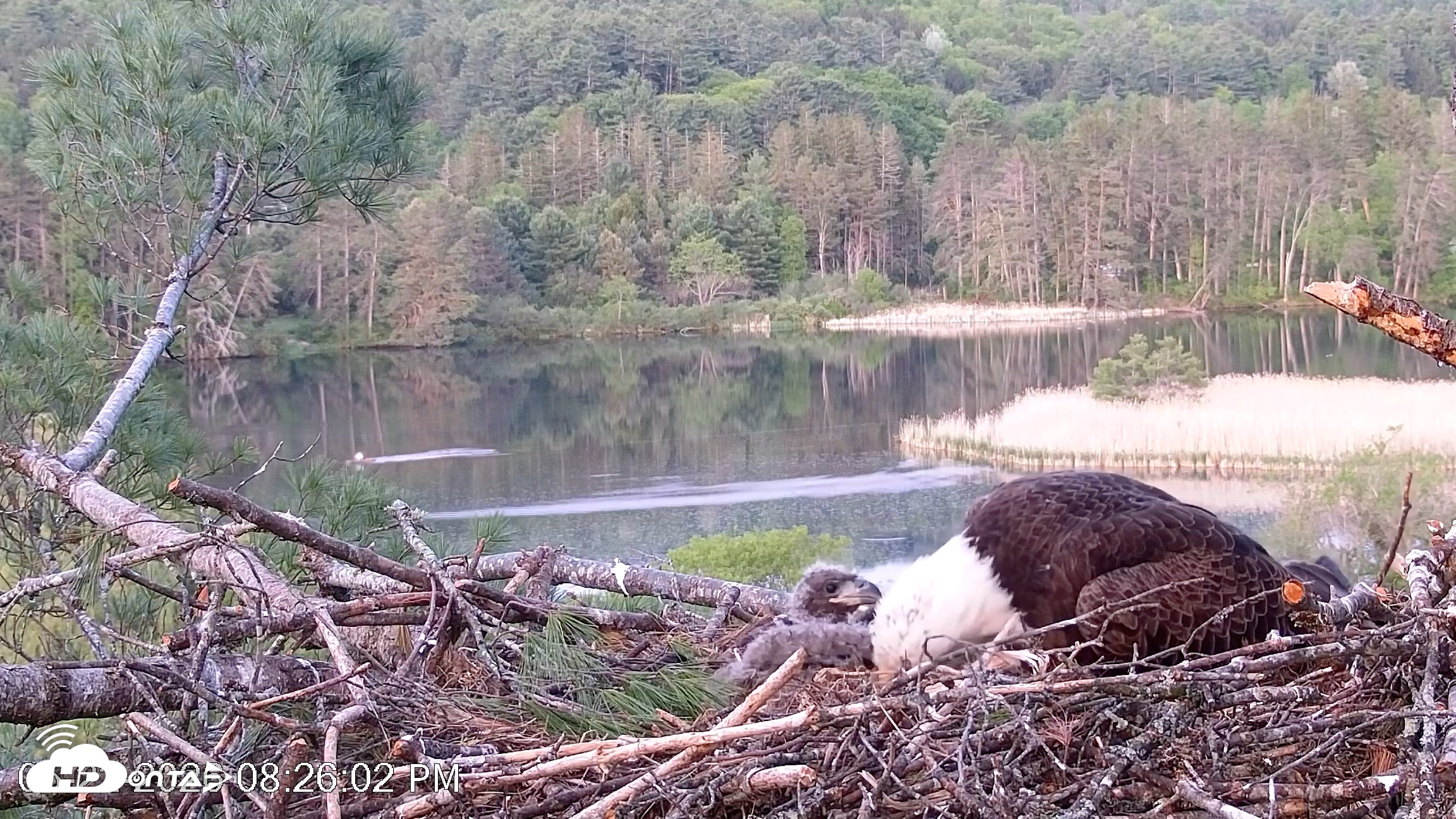 Snapshot of VINS Bald Eagles Nest Live Cams taken May 22, 2026, 8:29pm EDT