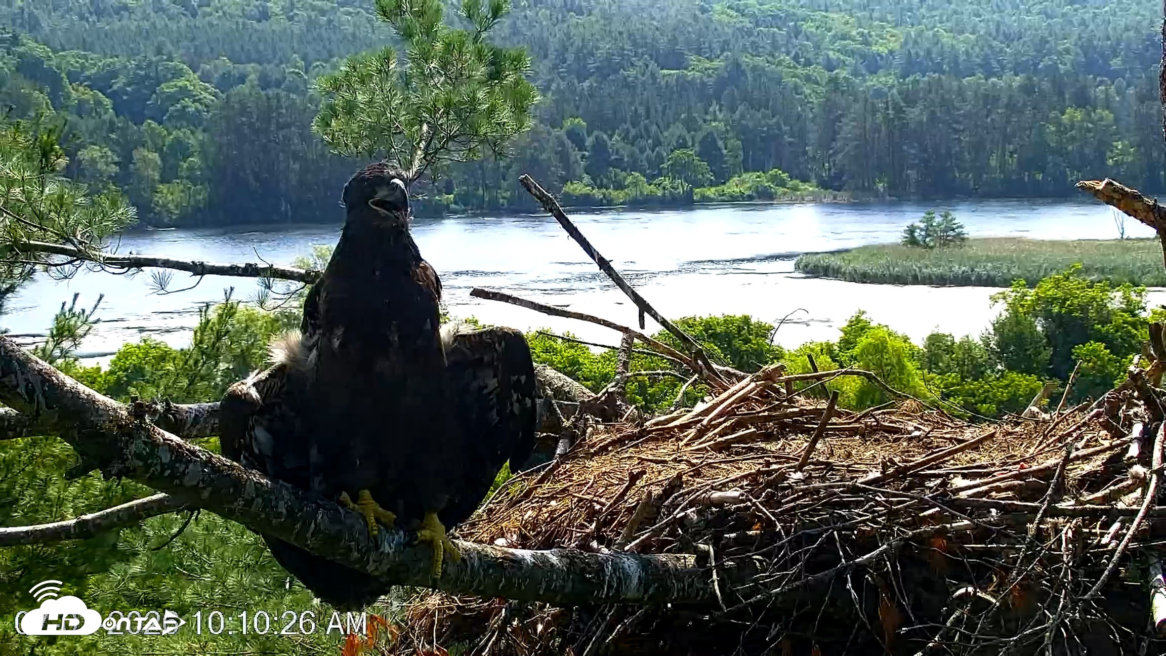 Snapshot of VINS Bald Eagles Nest Live Cams taken Jul 3, 2026, 10:11am EDT