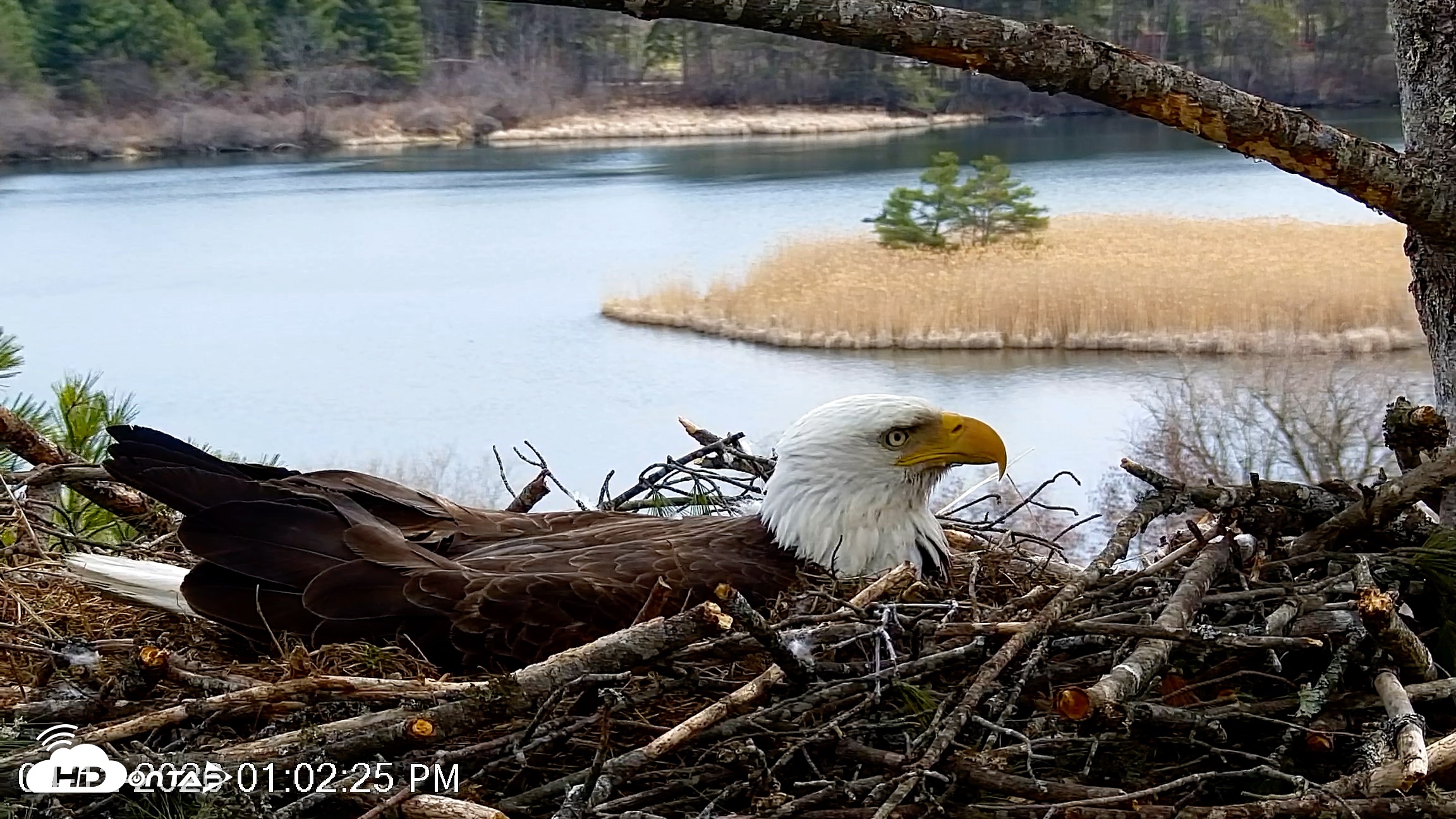 Snapshot of VINS Bald Eagles Nest Live Cams taken Apr 12, 2026, 1:03pm EDT