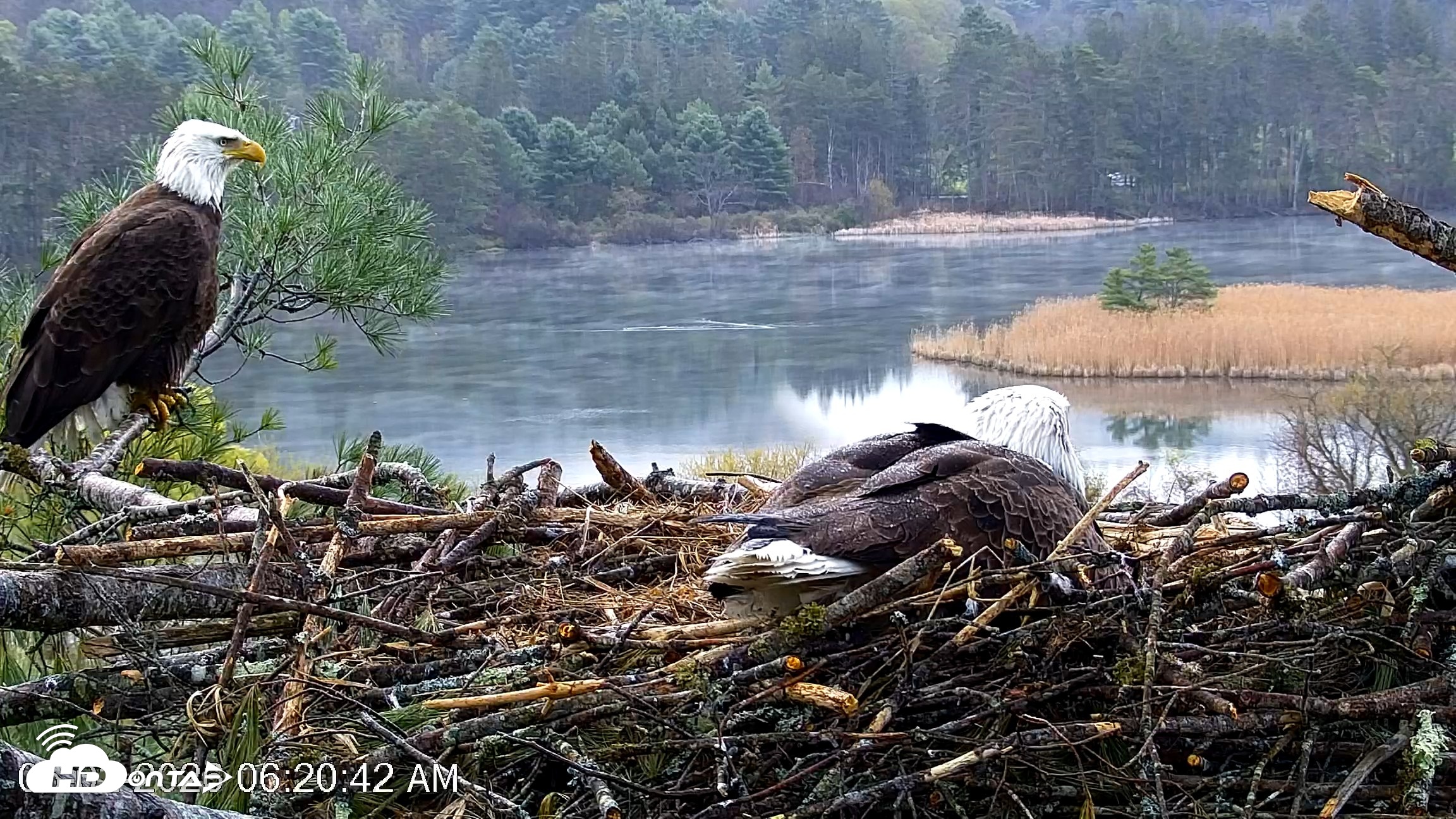 Snapshot of VINS Bald Eagles Nest Live Cams taken May 2, 2026, 6:21am EDT