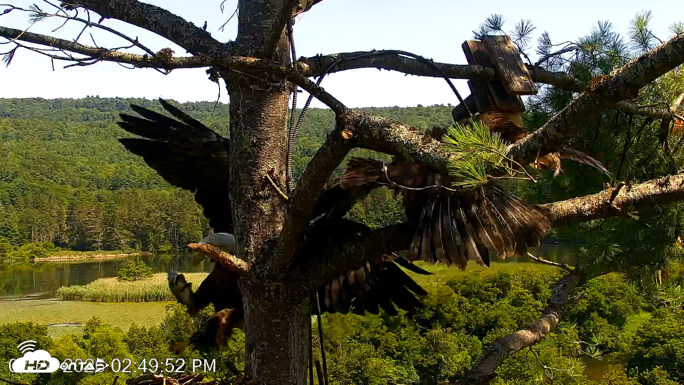 Snapshot of VINS Bald Eagles Nest Live Cams taken Jul 24, 2026, 2:50pm EDT
