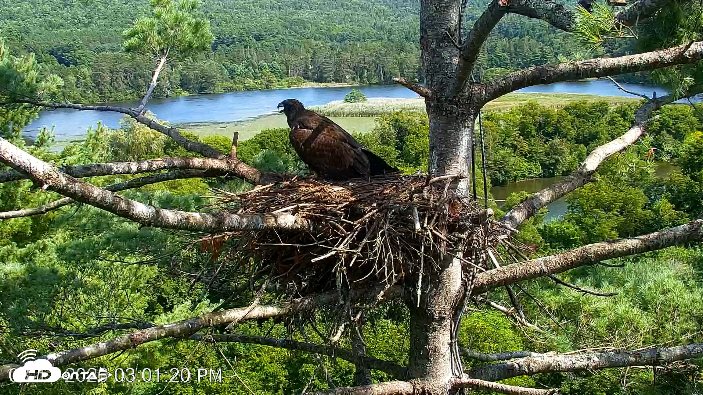 Snapshot of VINS Bald Eagles Nest Live Cams taken Aug 11, 2026, 3:02pm EDT