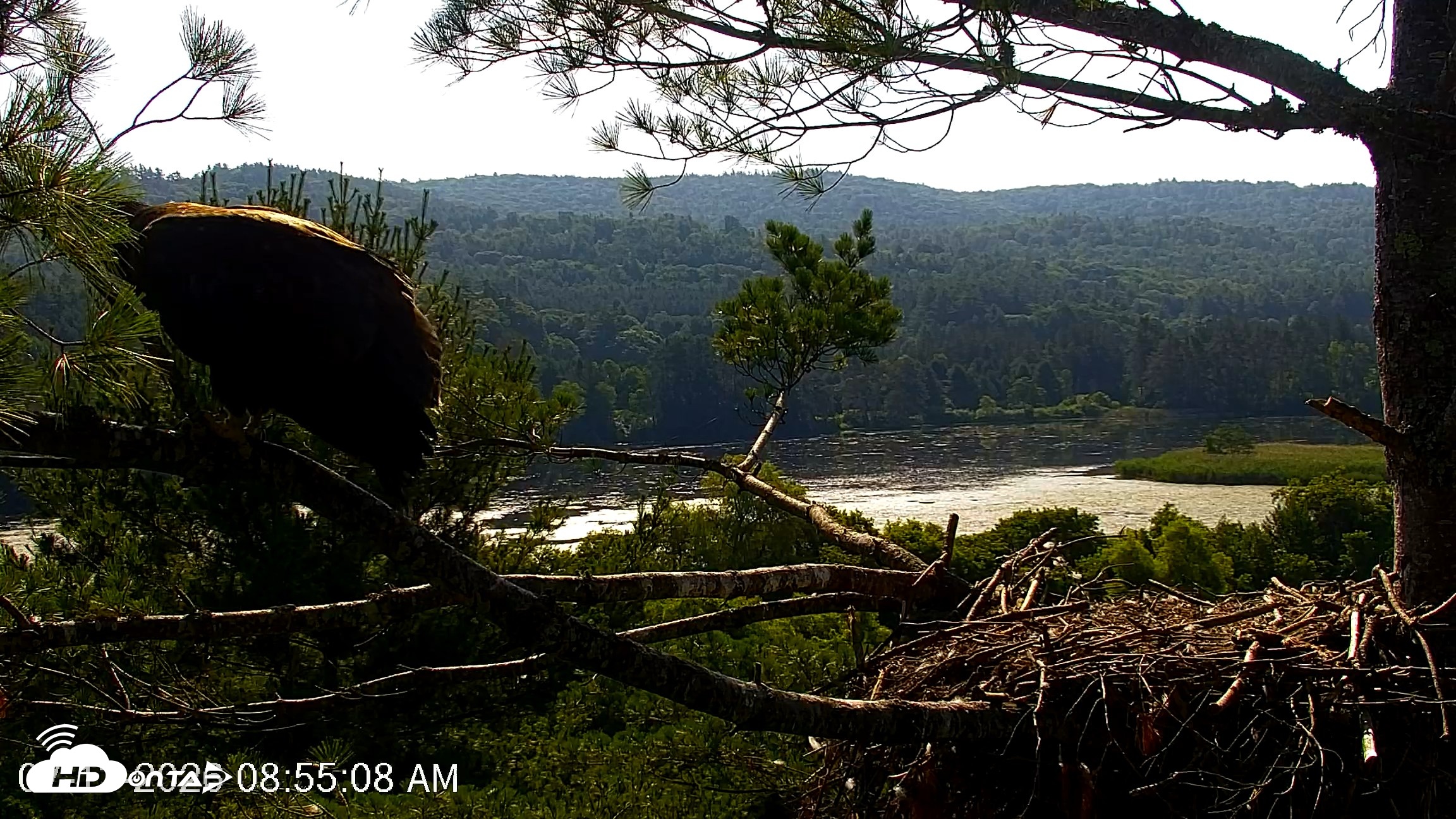 Snapshot of VINS Bald Eagles Nest Live Cams taken Jul 13, 2026, 8:56am EDT