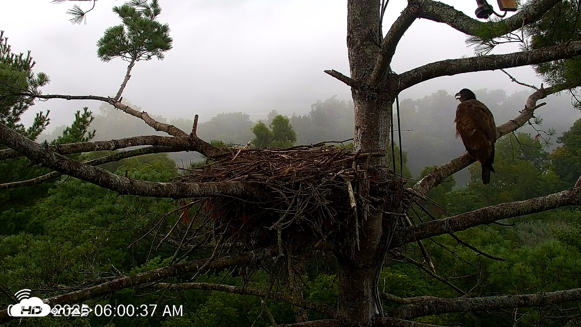 Snapshot of VINS Bald Eagles Nest Live Cams taken Aug 19, 2026, 6:01am EDT