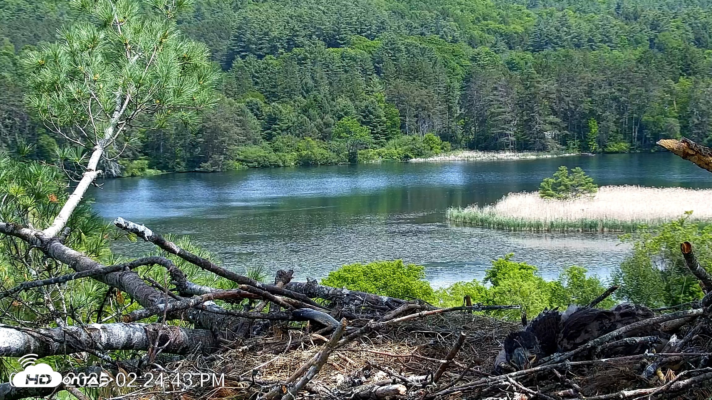 Snapshot of VINS Bald Eagles Nest Live Cams taken Jun 5, 2026, 2:25pm EDT