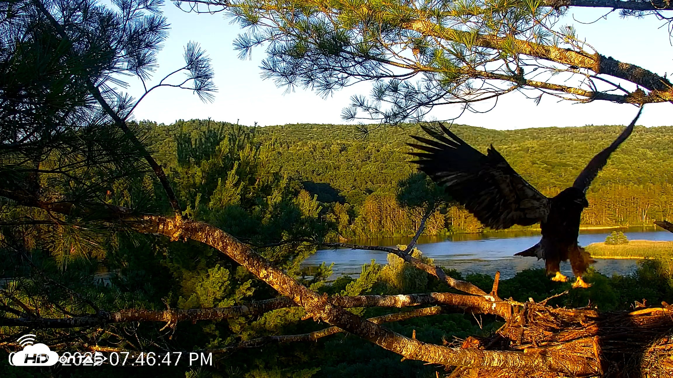 Snapshot of VINS Bald Eagles Nest Live Cams taken Jul 19, 2026, 7:47pm EDT
