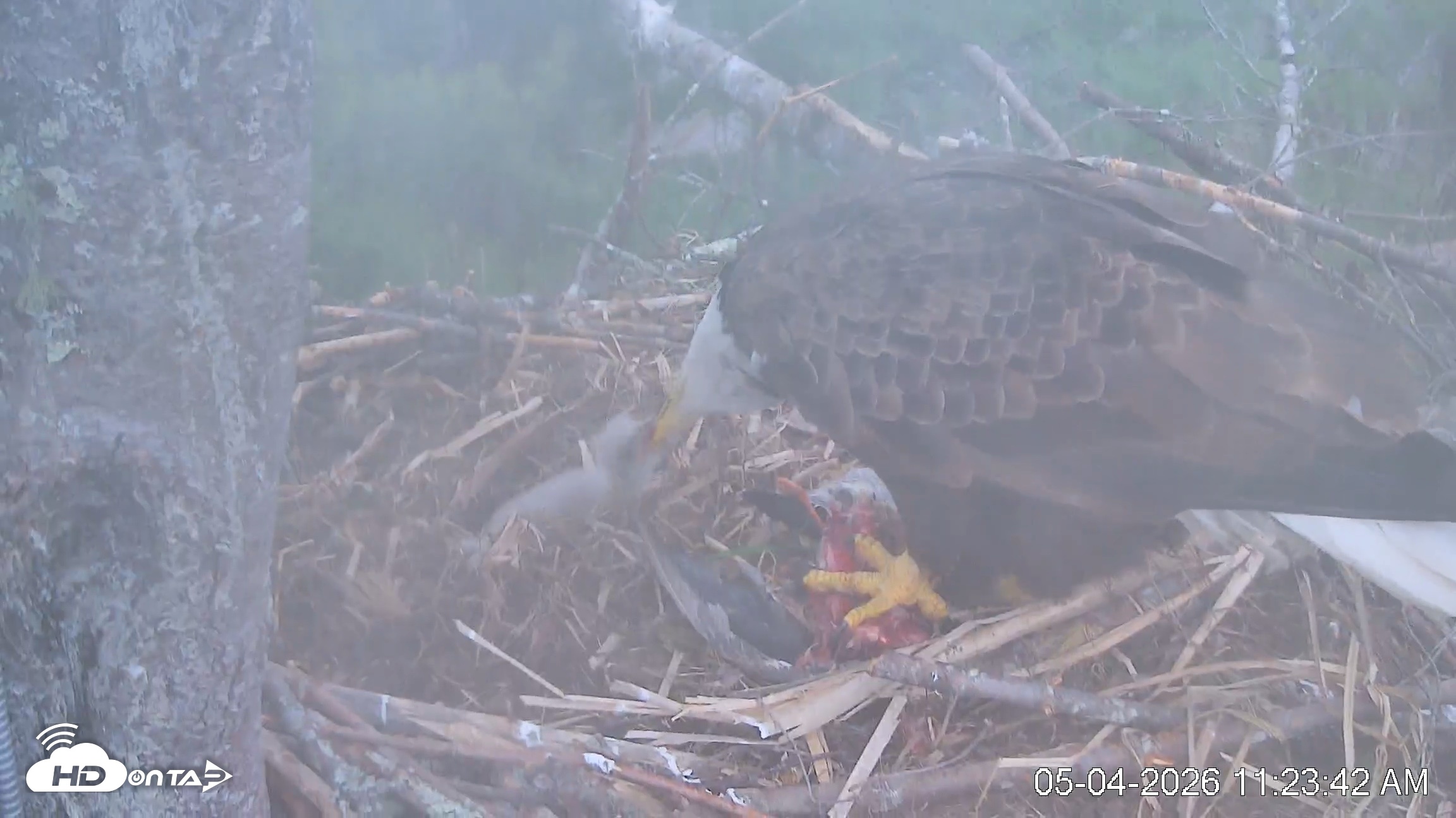 Snapshot of VINS Bald Eagles Nest Live Cams taken May 4, 2026, 11:24am EDT