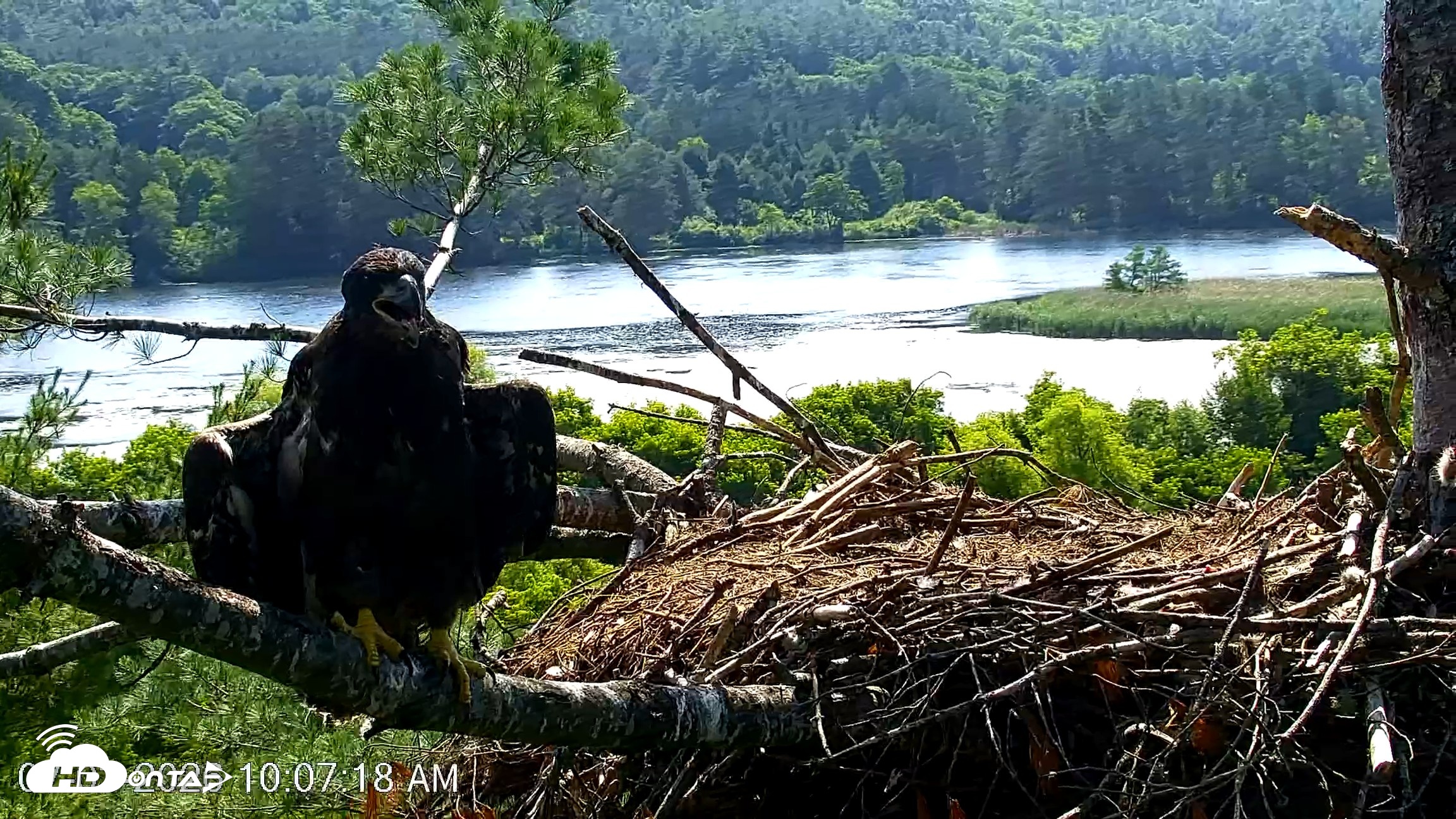 Snapshot of VINS Bald Eagles Nest Live Cams taken Jul 3, 2026, 10:08am EDT