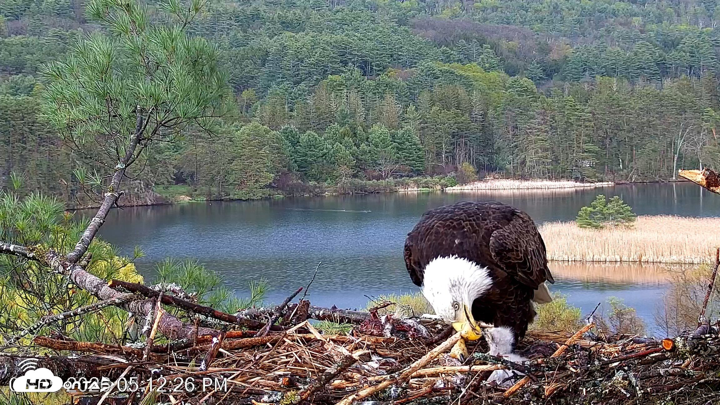 Snapshot of VINS Bald Eagles Nest Live Cams taken May 5, 2026, 5:13pm EDT
