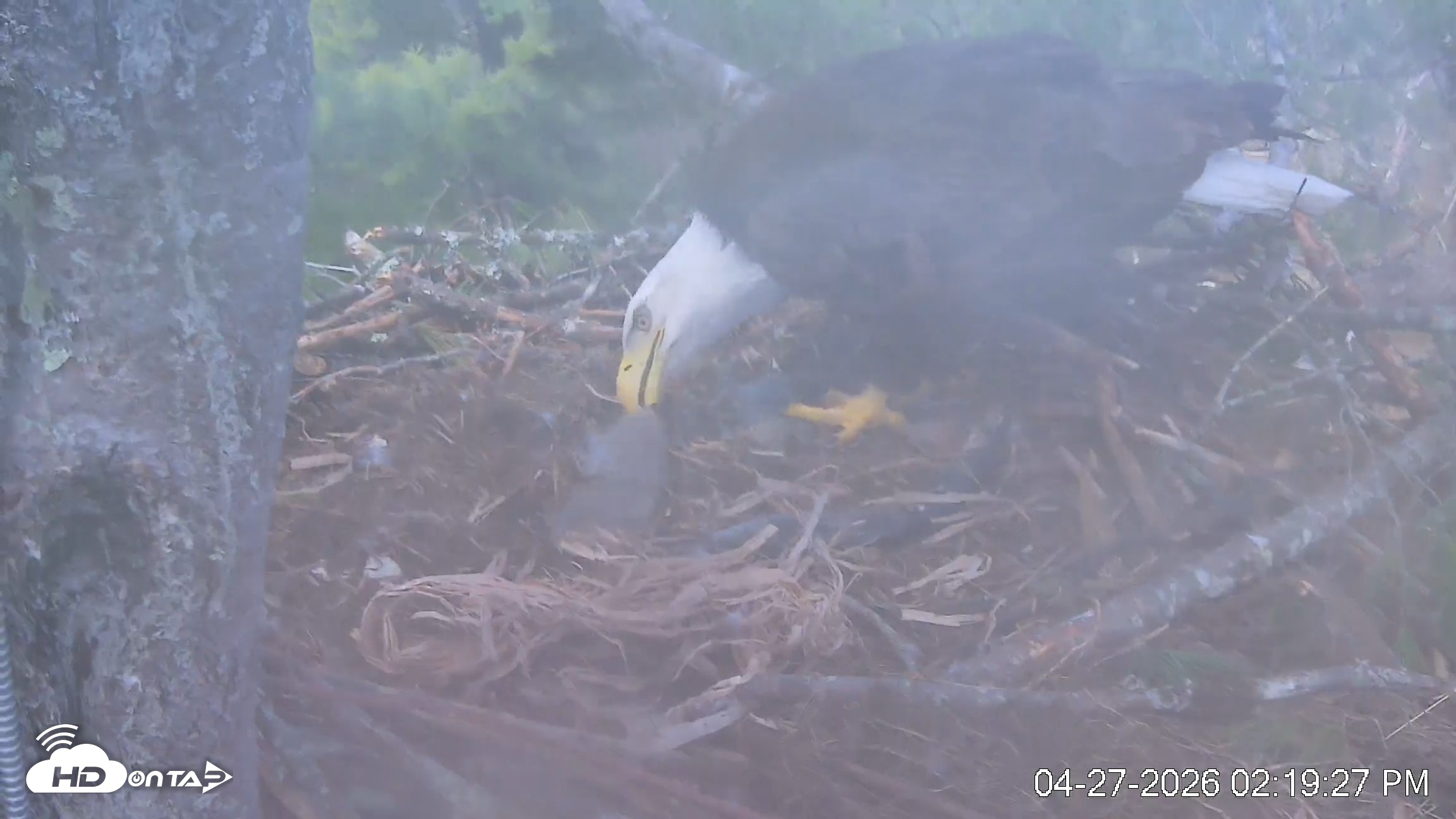 Snapshot of VINS Bald Eagles Nest Live Cams taken Apr 27, 2026, 2:20pm EDT