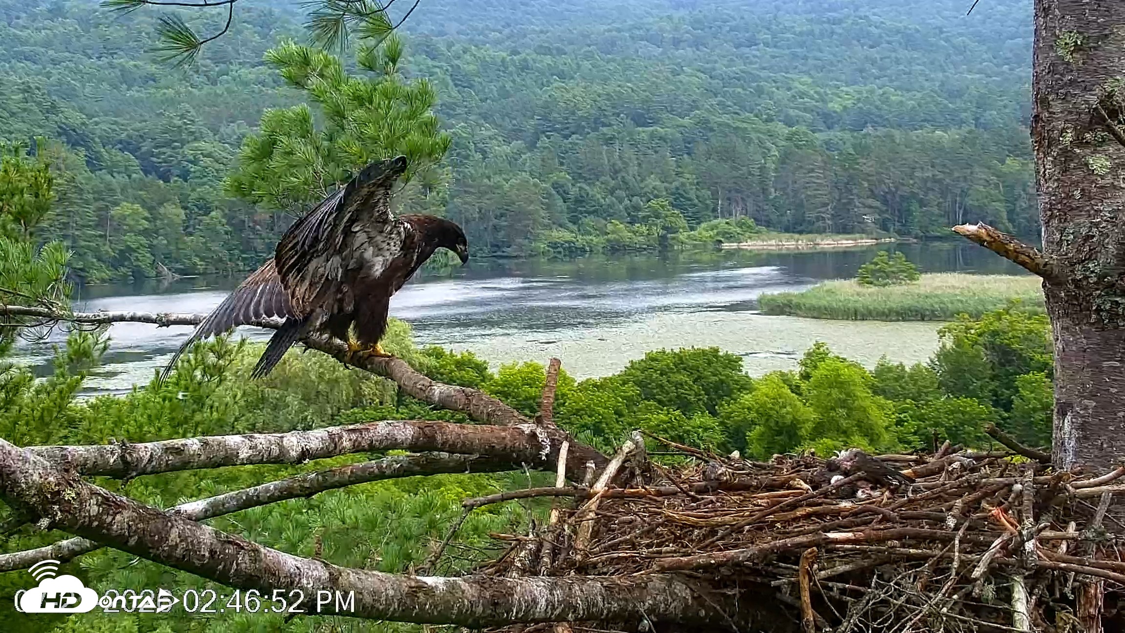 Snapshot of VINS Bald Eagles Nest Live Cams taken Jul 21, 2026, 2:47pm EDT