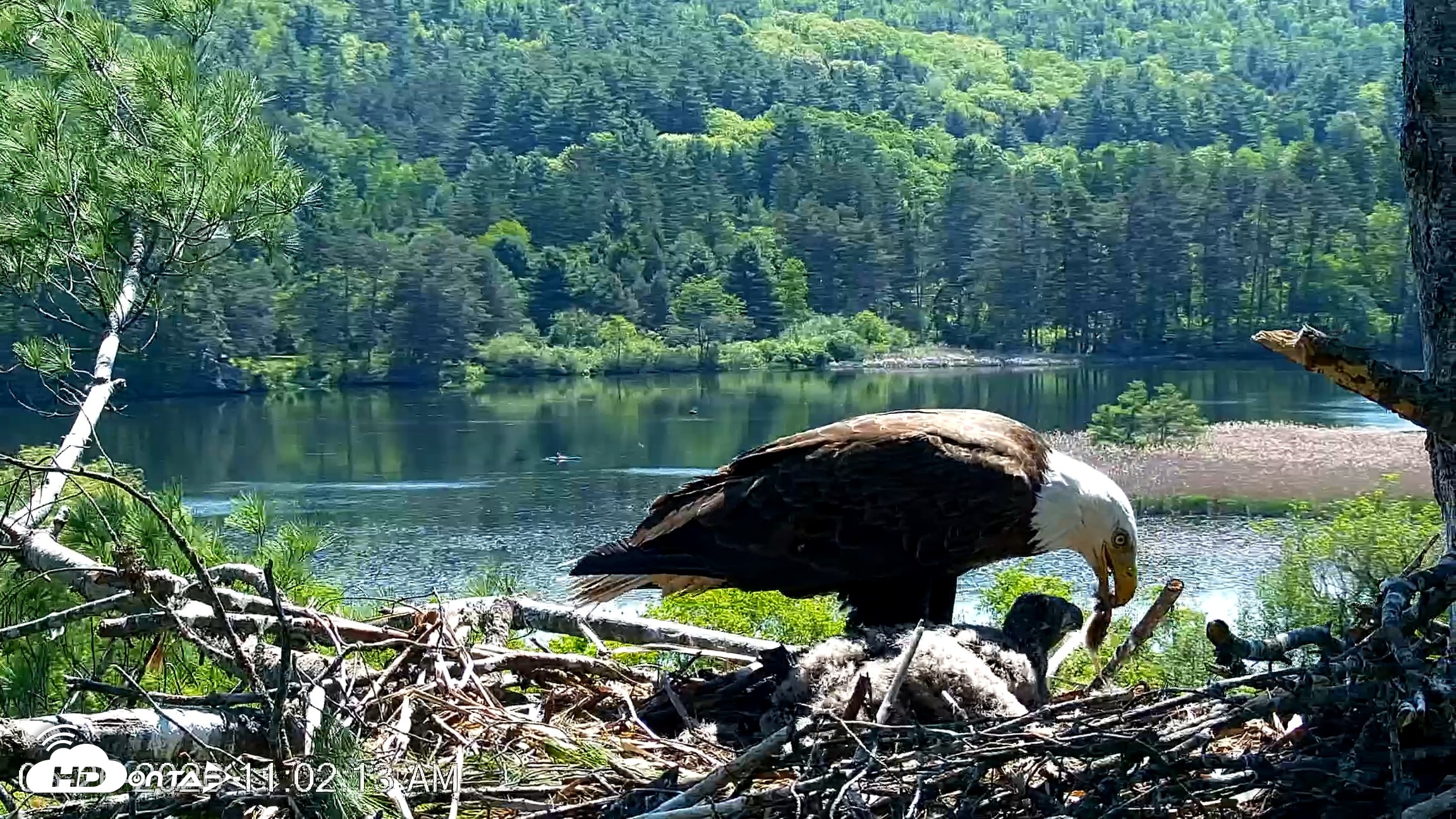 Snapshot of VINS Bald Eagles Nest Live Cams taken May 26, 2026, 11:03am EDT