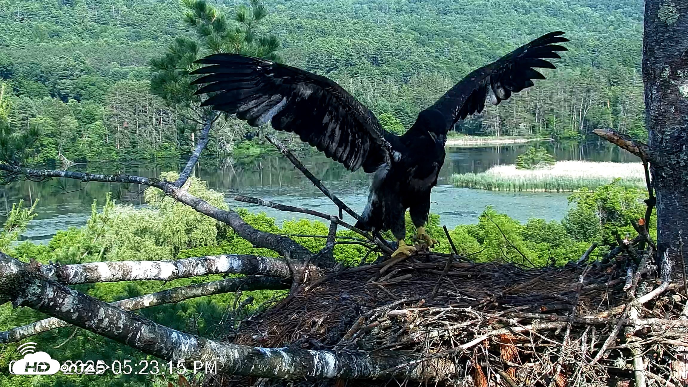 Snapshot of VINS Bald Eagles Nest Live Cams taken Jul 1, 2026, 5:24pm EDT