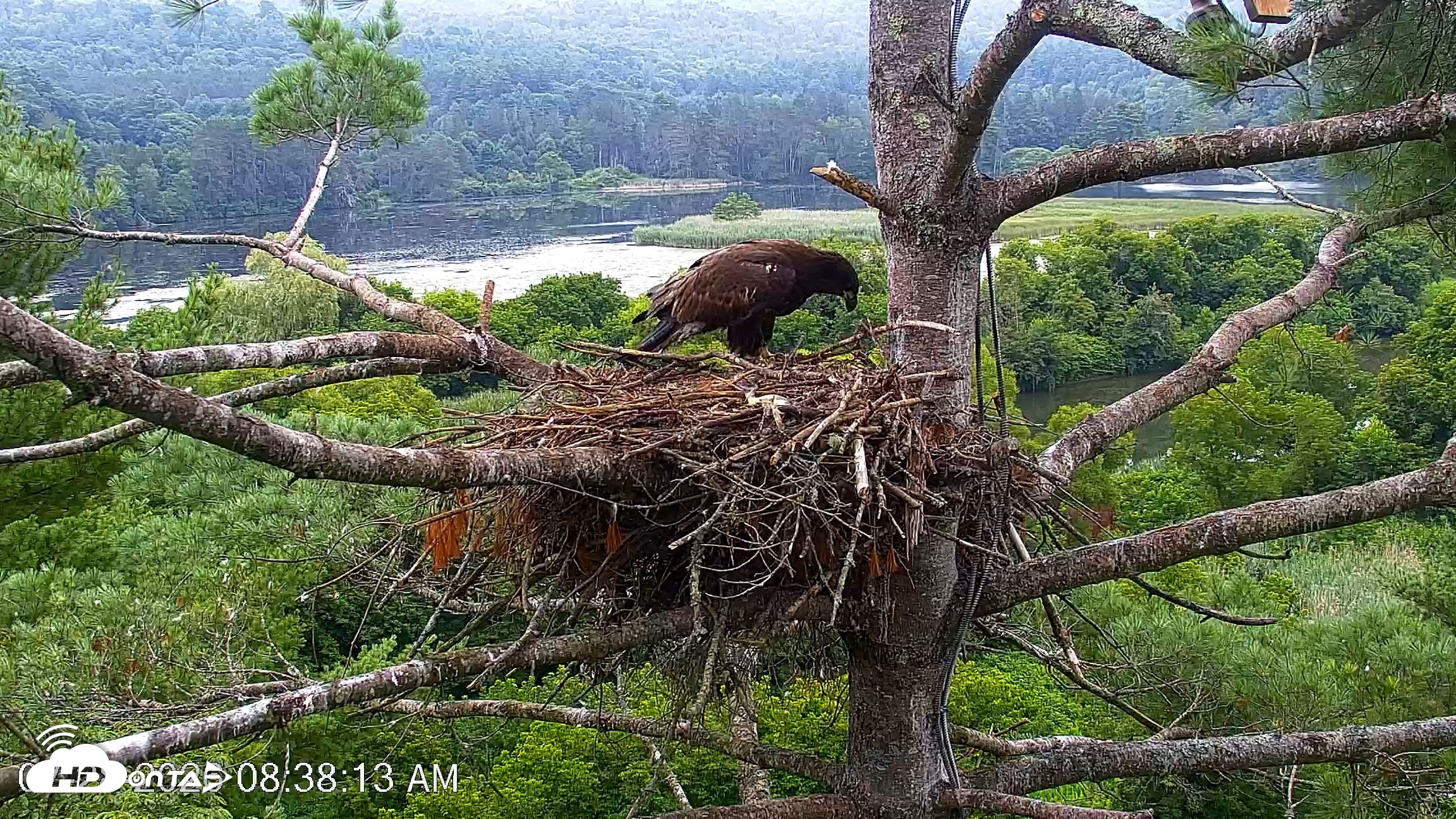 Snapshot of VINS Bald Eagles Nest Live Cams taken Jul 28, 2026, 8:39am EDT