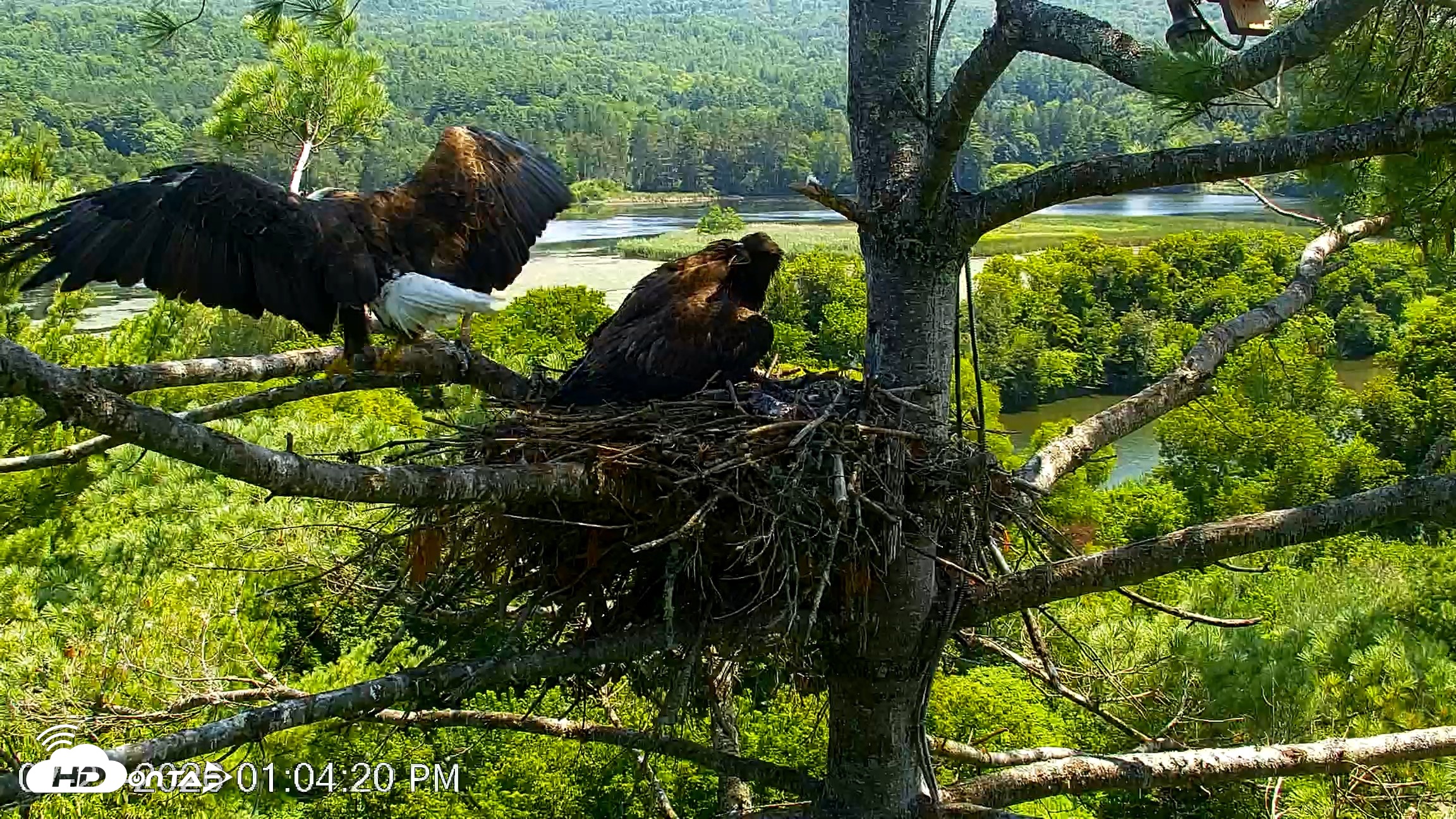 Snapshot of VINS Bald Eagles Nest Live Cams taken Jul 27, 2026, 1:05pm EDT