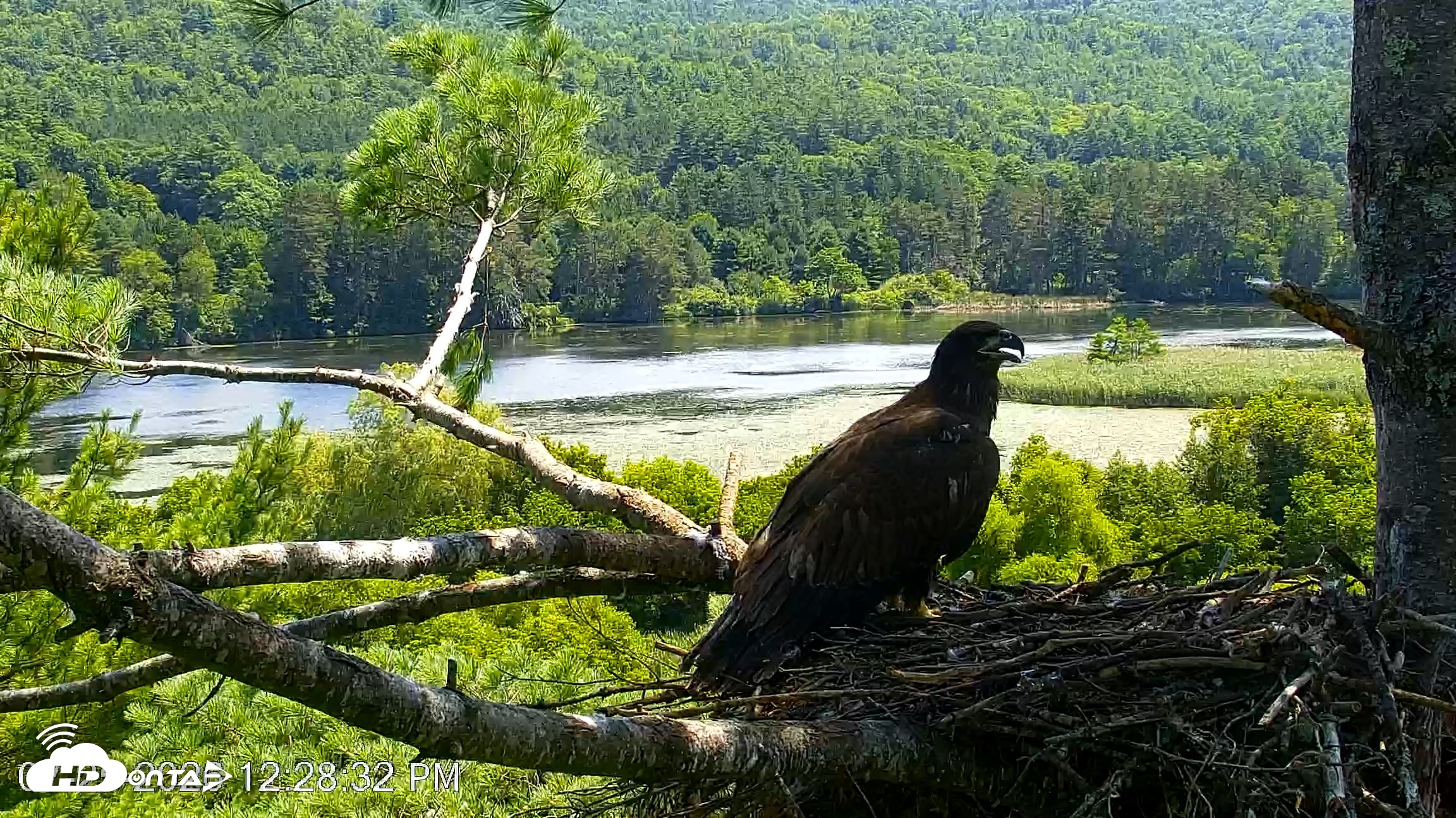 Snapshot of VINS Bald Eagles Nest Live Cams taken Jul 25, 2026, 12:29pm EDT