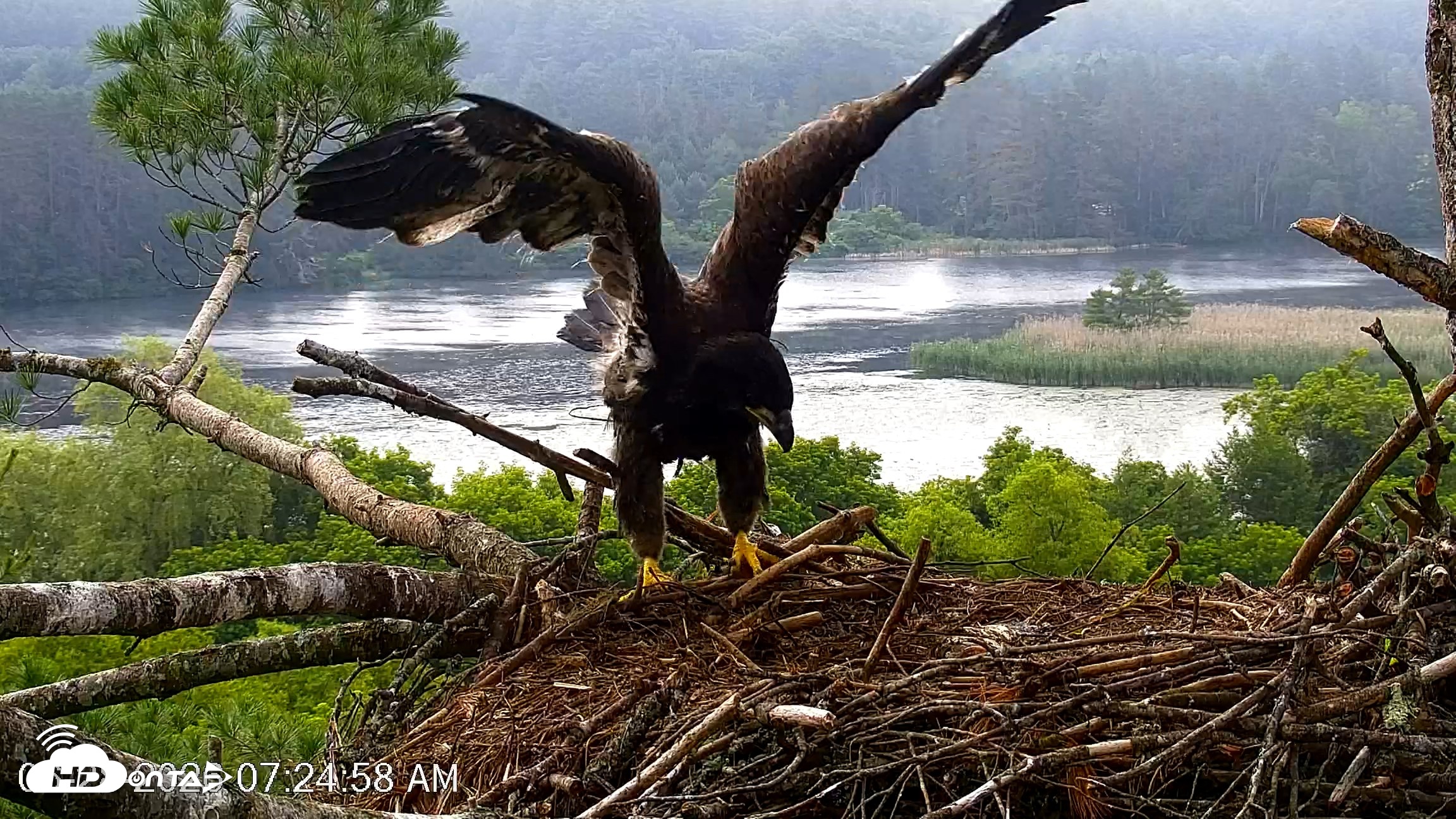 Snapshot of VINS Bald Eagles Nest Live Cams taken Jun 28, 2026, 7:25am EDT
