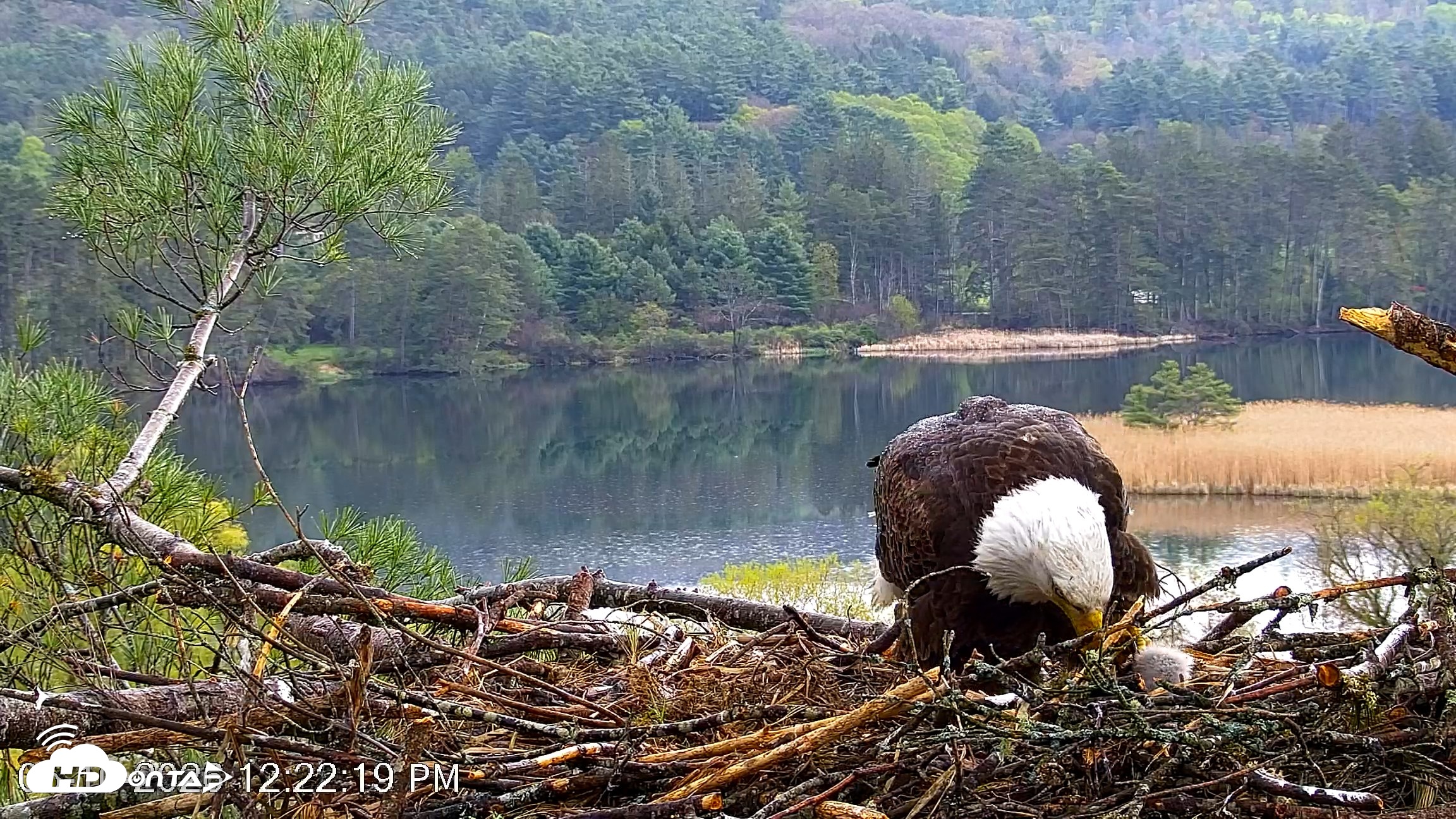 Snapshot of VINS Bald Eagles Nest Live Cams taken May 10, 2026, 12:23pm EDT