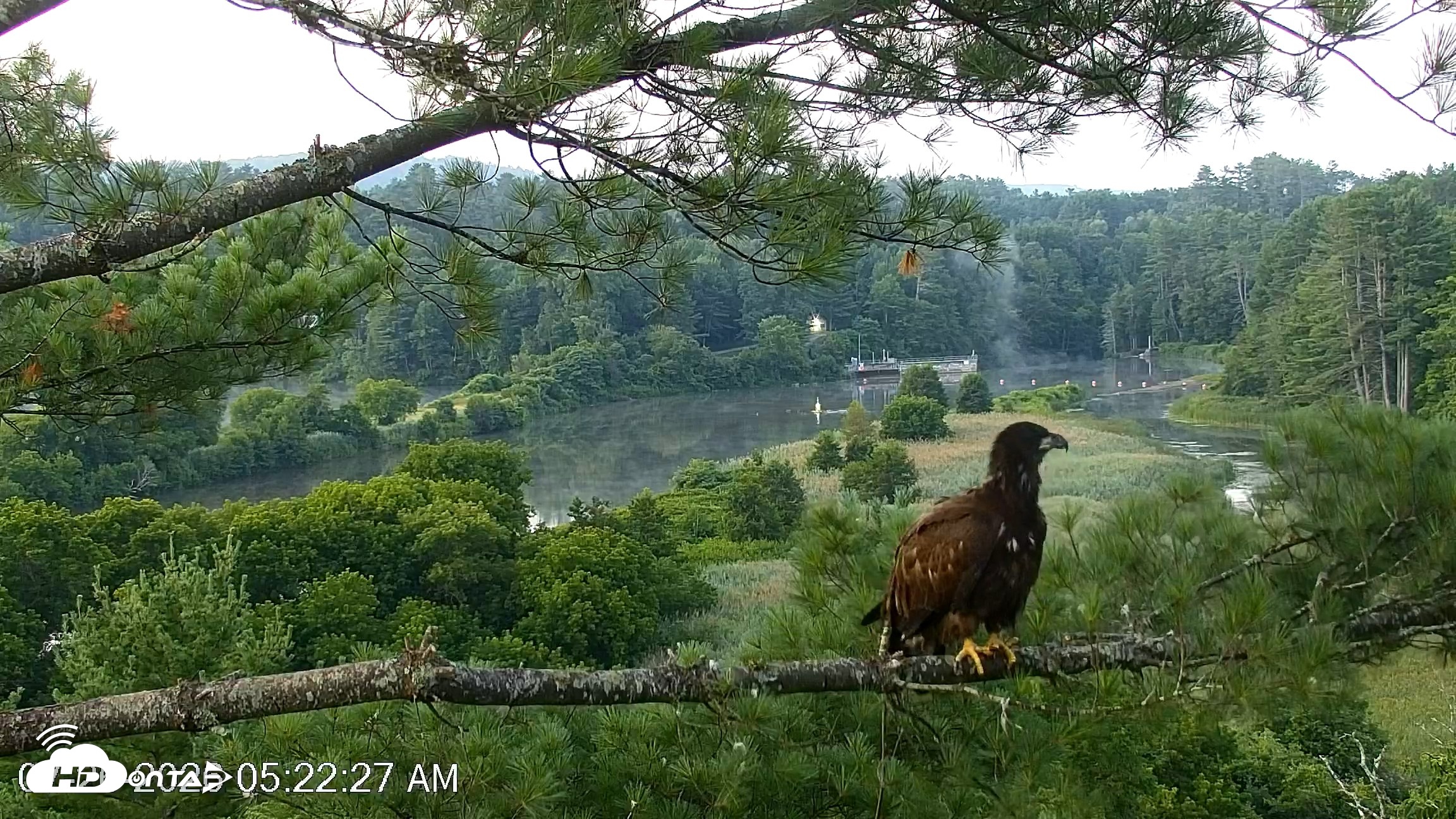 Snapshot of VINS Bald Eagles Nest Live Cams taken Jul 26, 2026, 5:23am EDT
