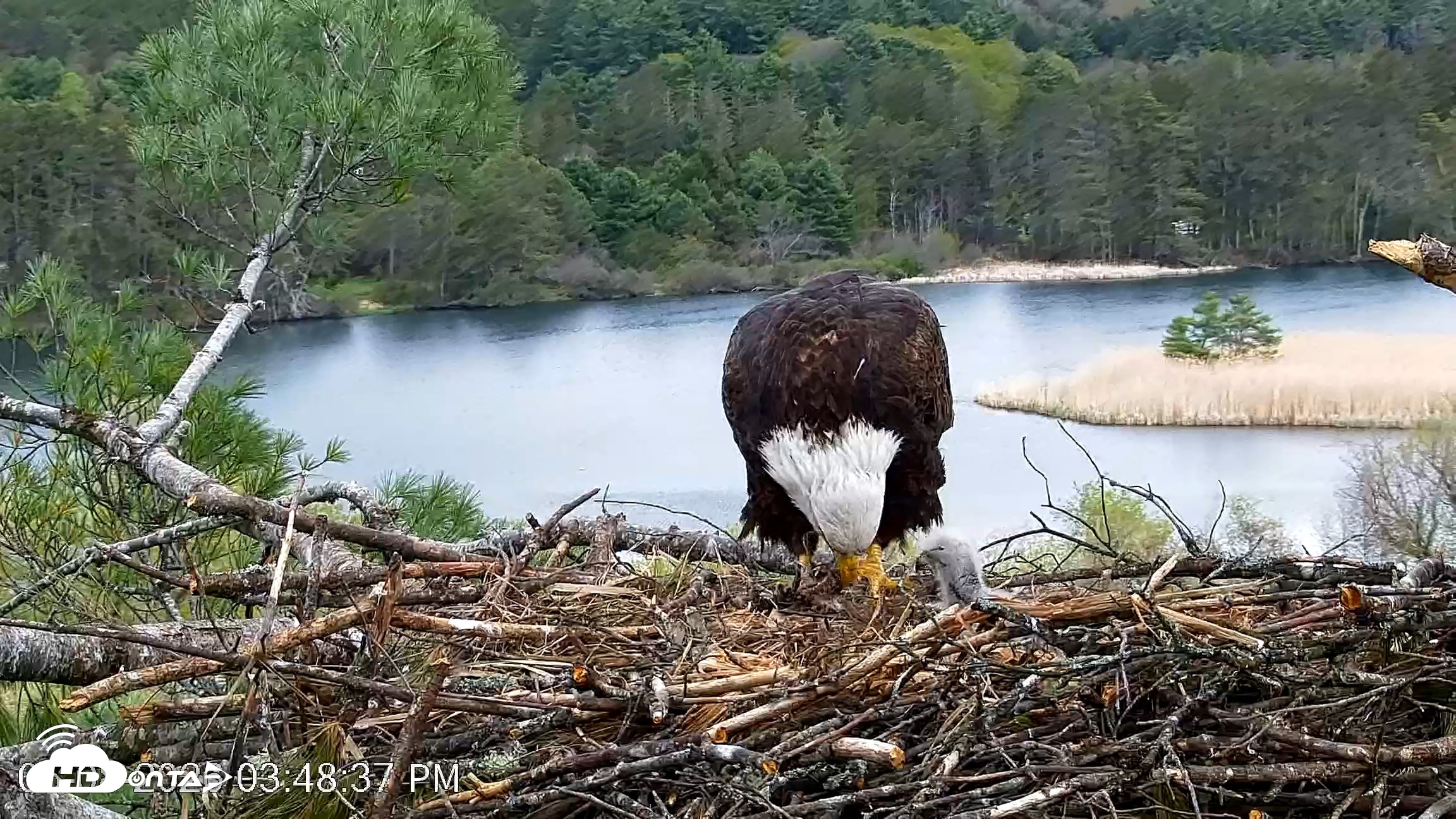 Snapshot of VINS Bald Eagles Nest Live Cams taken May 8, 2026, 3:49pm EDT