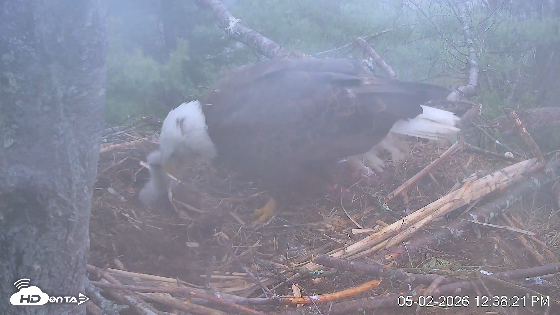 Snapshot of VINS Bald Eagles Nest Live Cams taken May 2, 2026, 12:39pm EDT