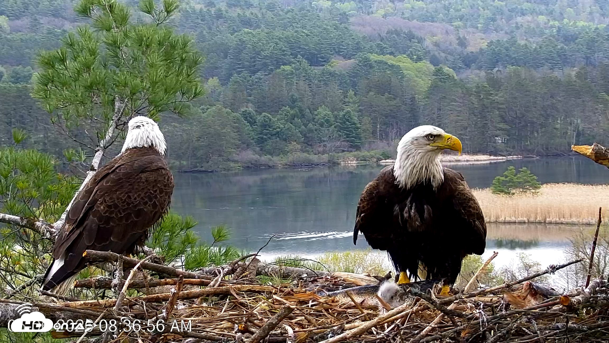 Snapshot of VINS Bald Eagles Nest Live Cams taken May 6, 2026, 8:37am EDT