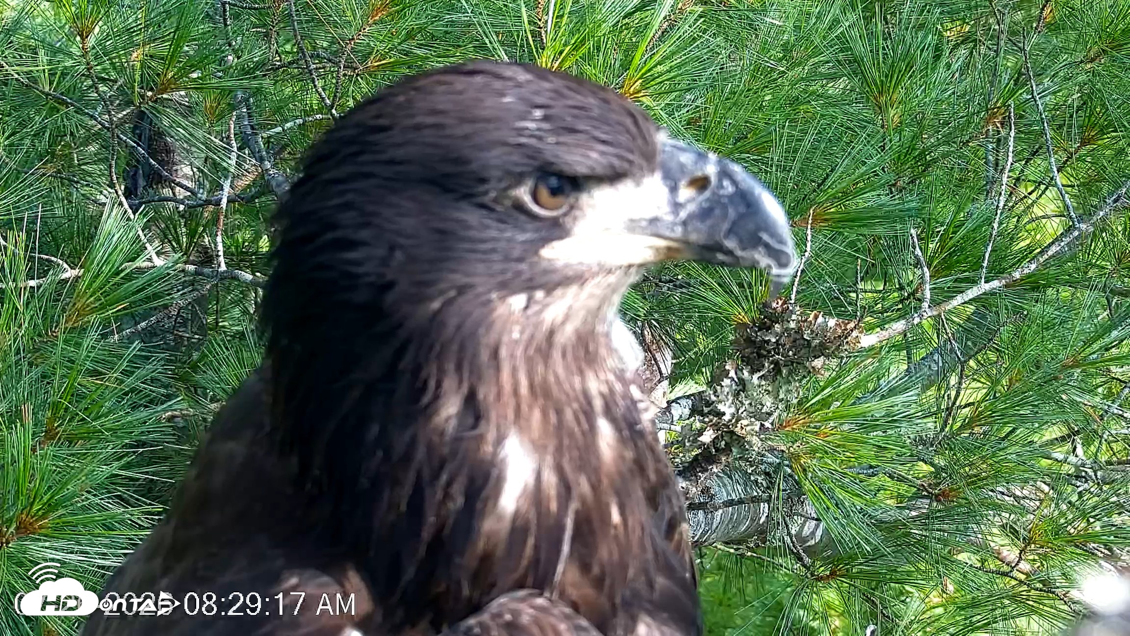 Snapshot of VINS Bald Eagles Nest Live Cams taken Jul 26, 2026, 8:30am EDT