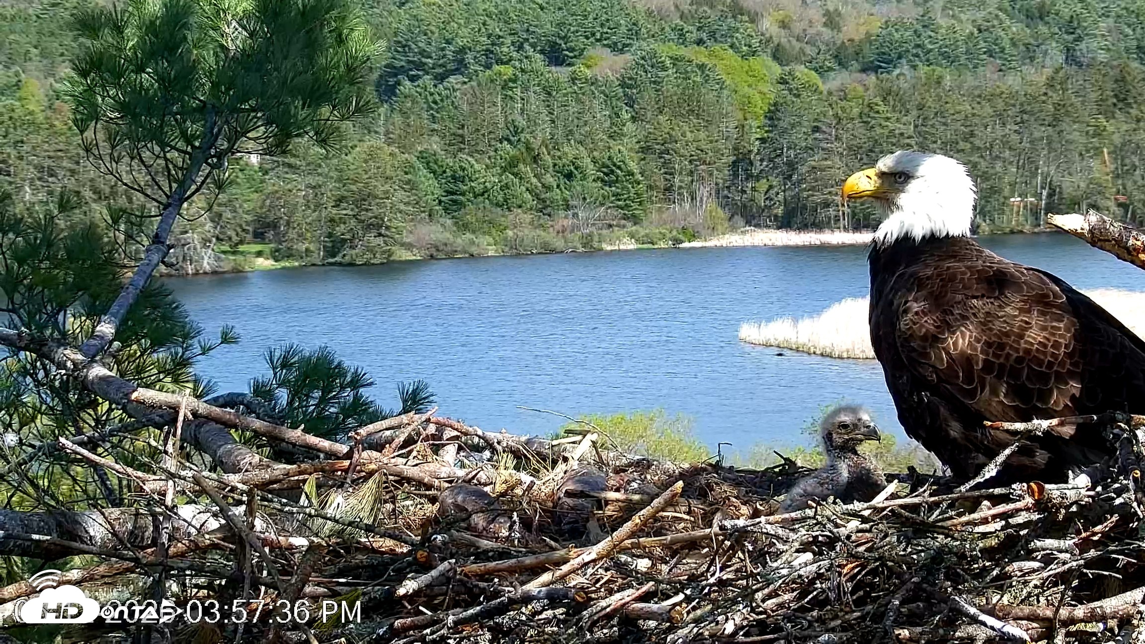 Snapshot of VINS Bald Eagles Nest Live Cams taken May 12, 2026, 3:58pm EDT